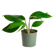 Rhaphidophora 'Dragon Tail' 6" - Urban Sprouts