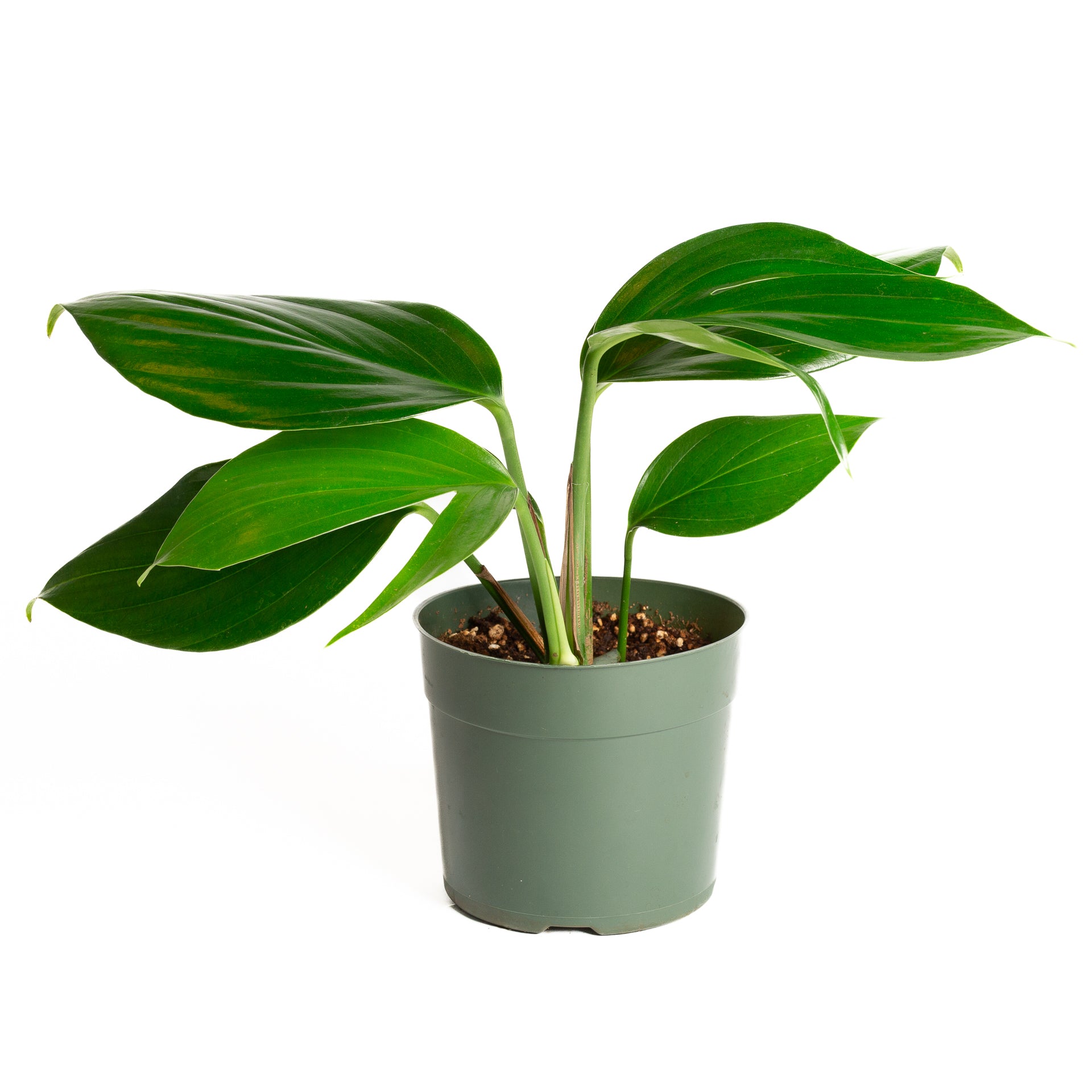 Rhaphidophora 'Dragon Tail' 6" - Urban Sprouts