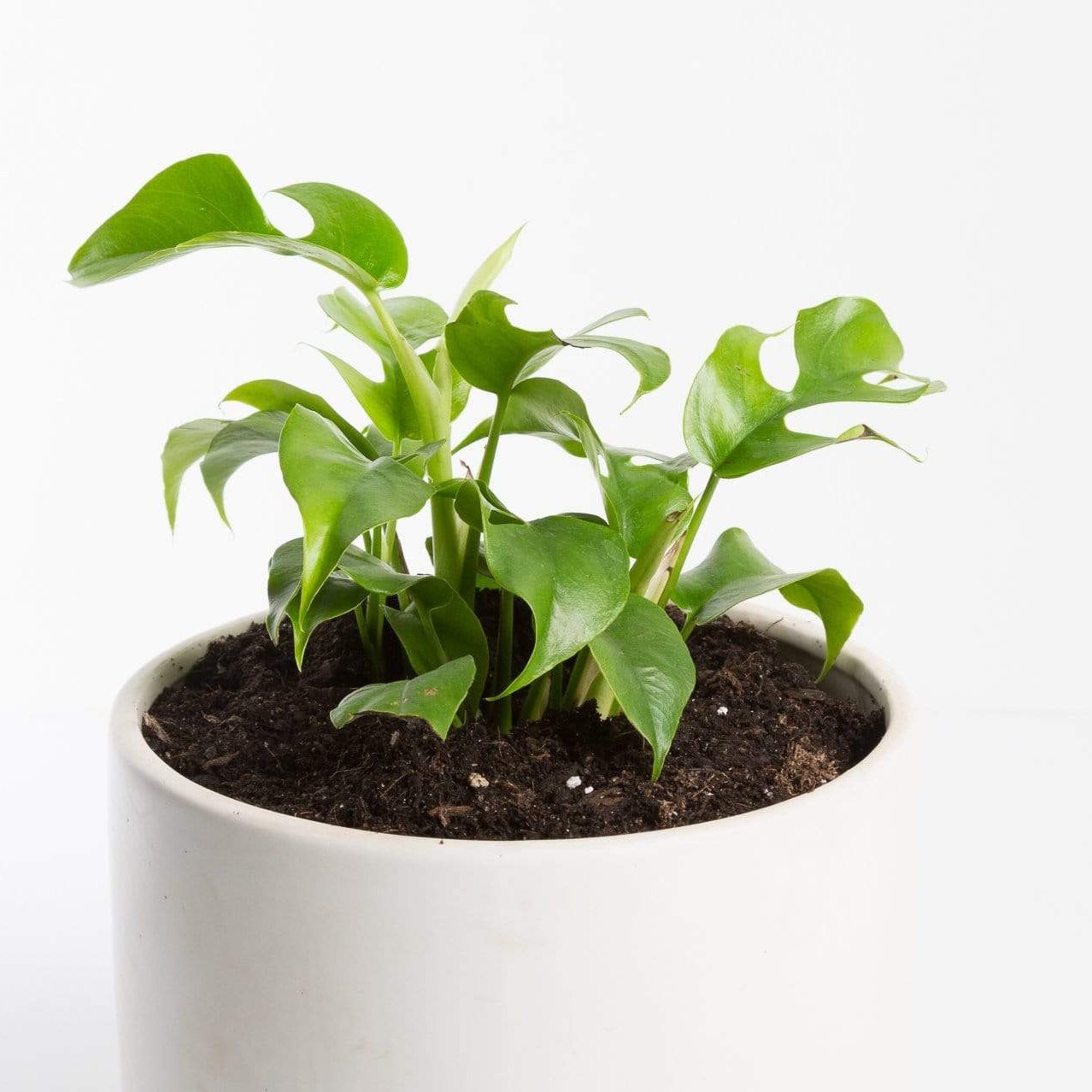 Urban Sprouts Rare Plant Rhaphidophora 'Mini Monstera'