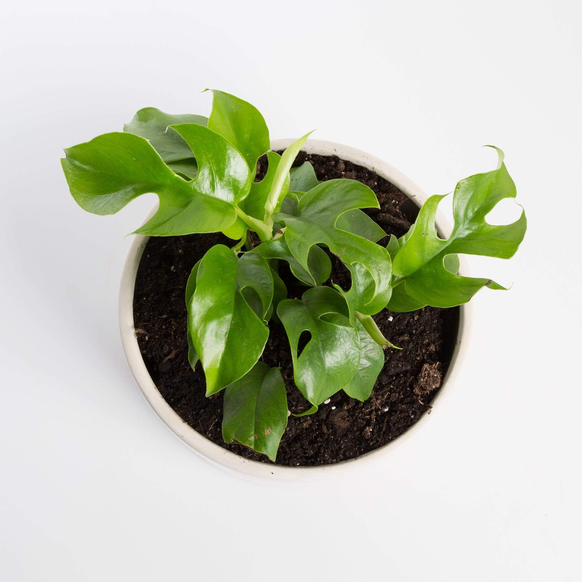 Urban Sprouts Rare Plant Rhaphidophora 'Mini Monstera'