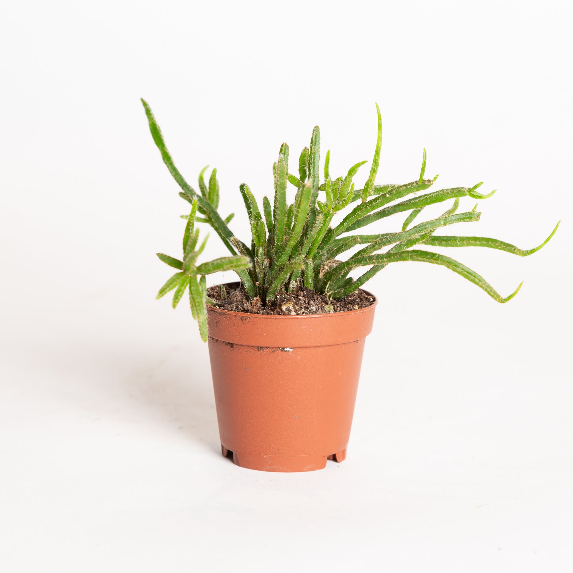 Rhipsalis asst 2" - Urban Sprouts