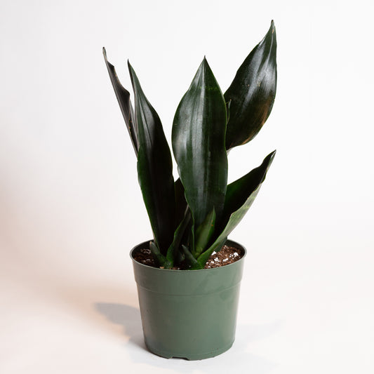 Snake Plant 'Robusta' 6"