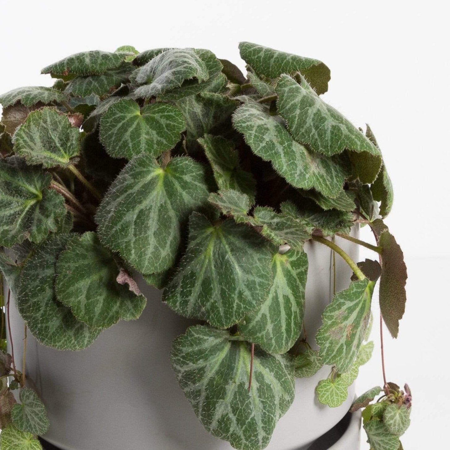 Urban Sprouts Plant 6" in nursery pot Rockfoil 'Strawberry Begonia'