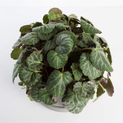 Urban Sprouts Plant Rockfoil 'Strawberry Begonia'