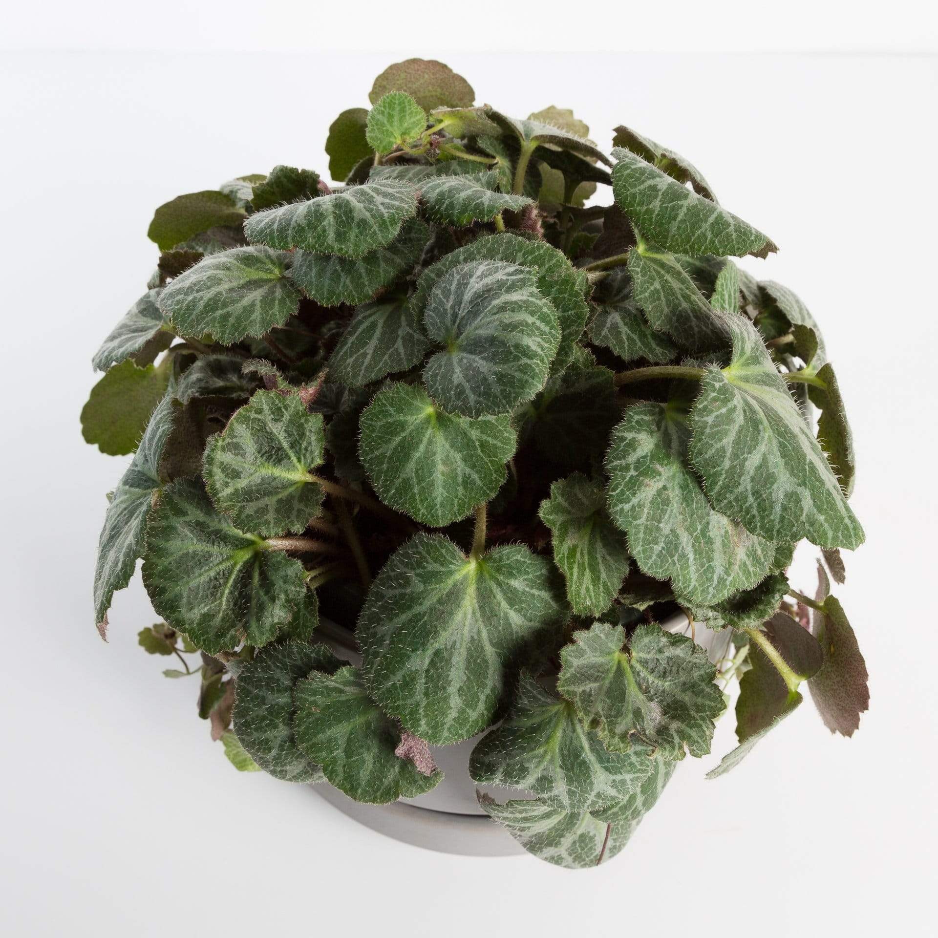 Urban Sprouts Plant Rockfoil 'Strawberry Begonia'