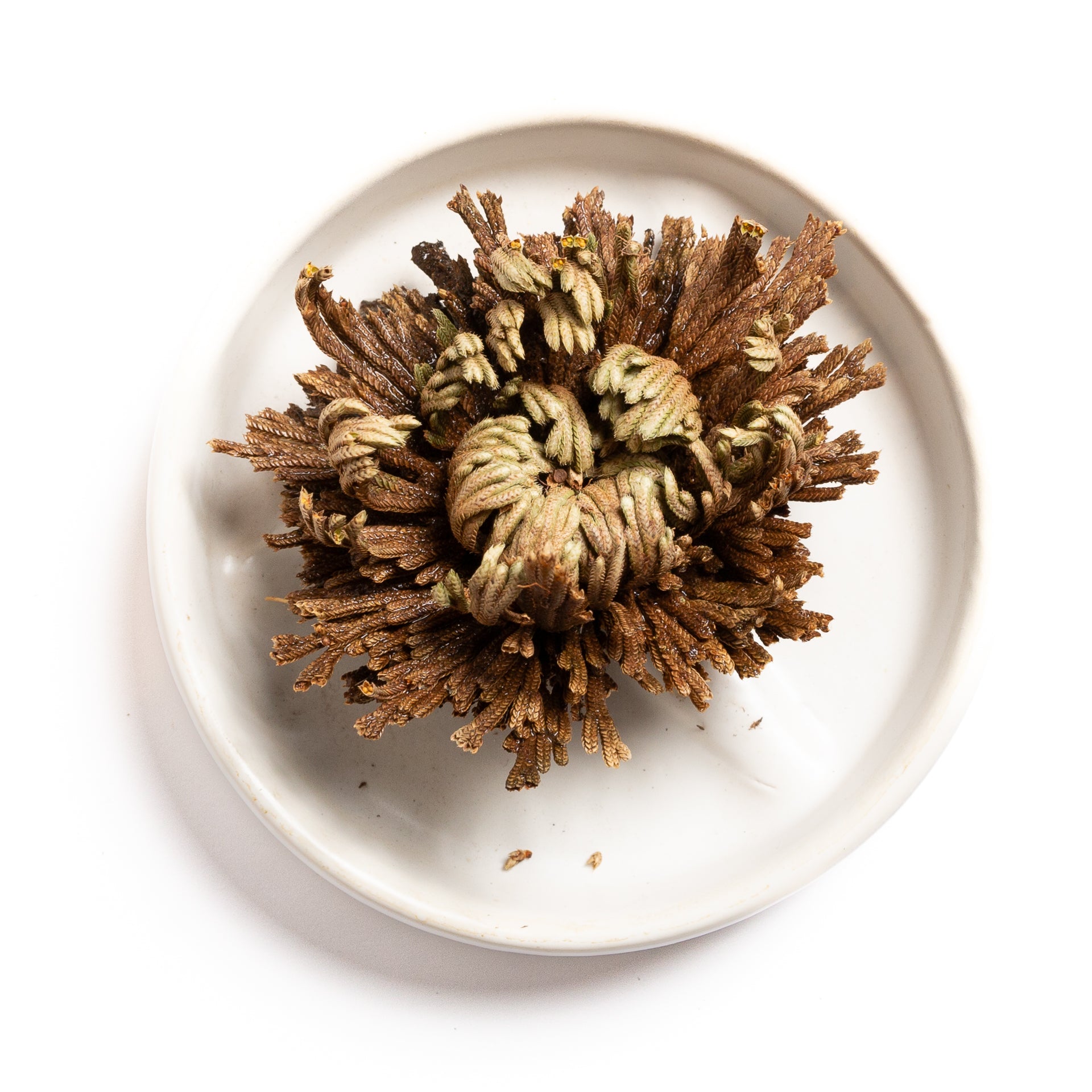 Rose Of Jericho 'Resurrection Plant' 1-2"