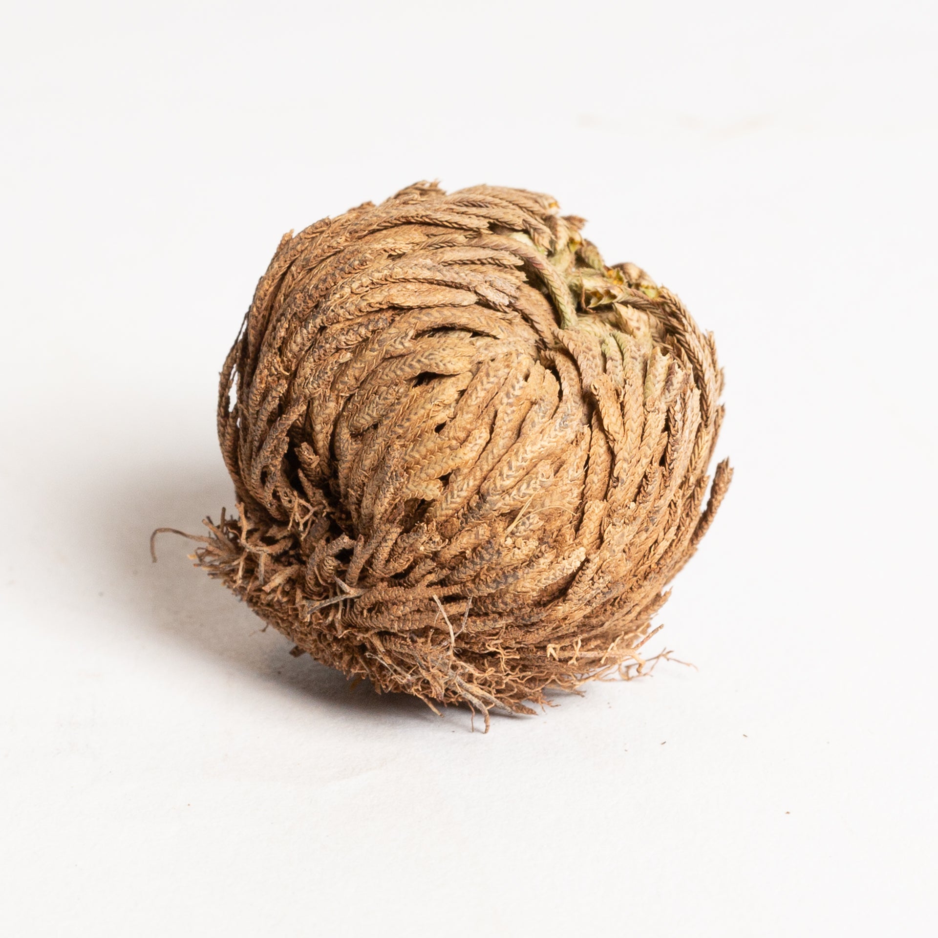 Rose Of Jericho 'Resurrection Plant' 1-2"