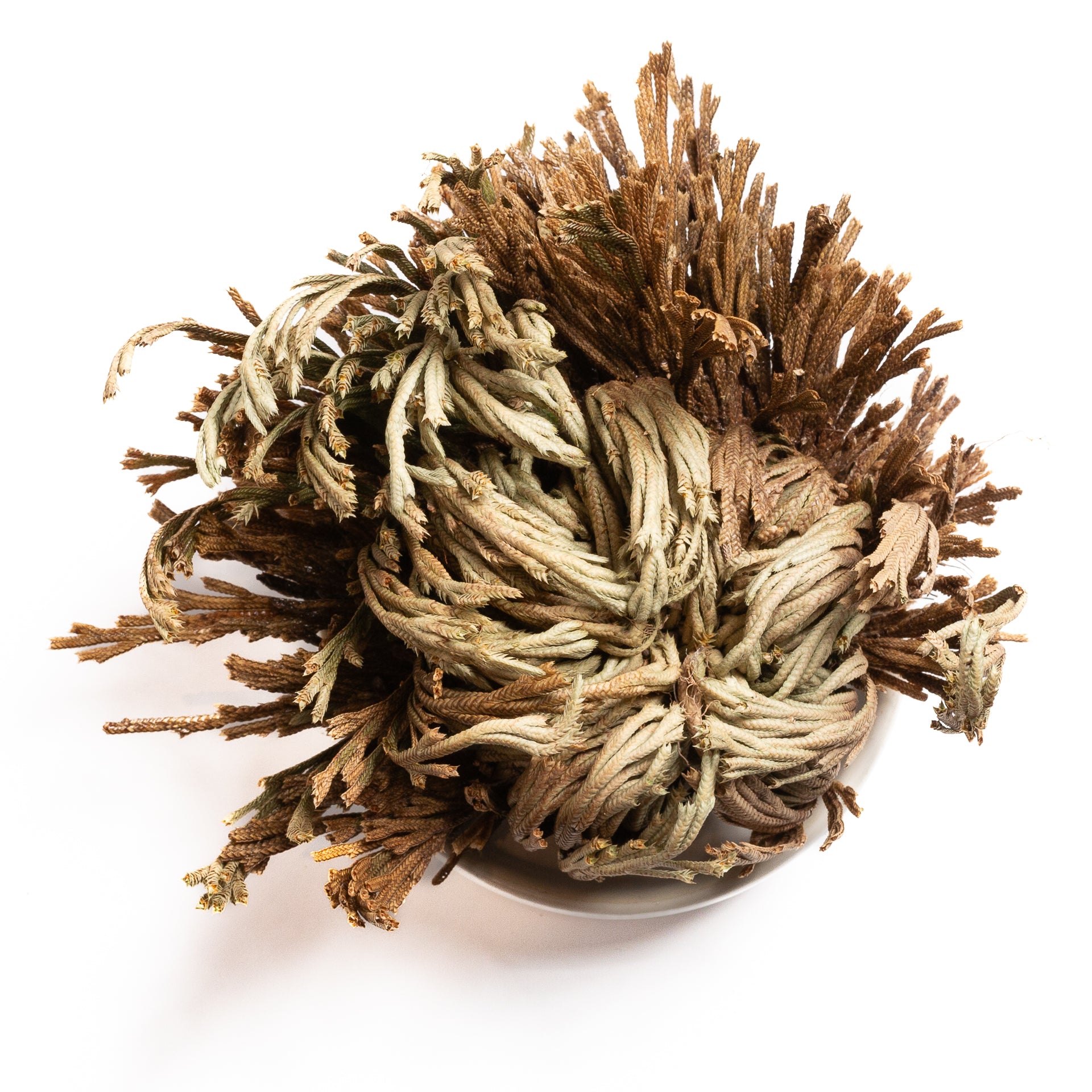 Rose Of Jericho 'Resurrection Plant' 3-6"