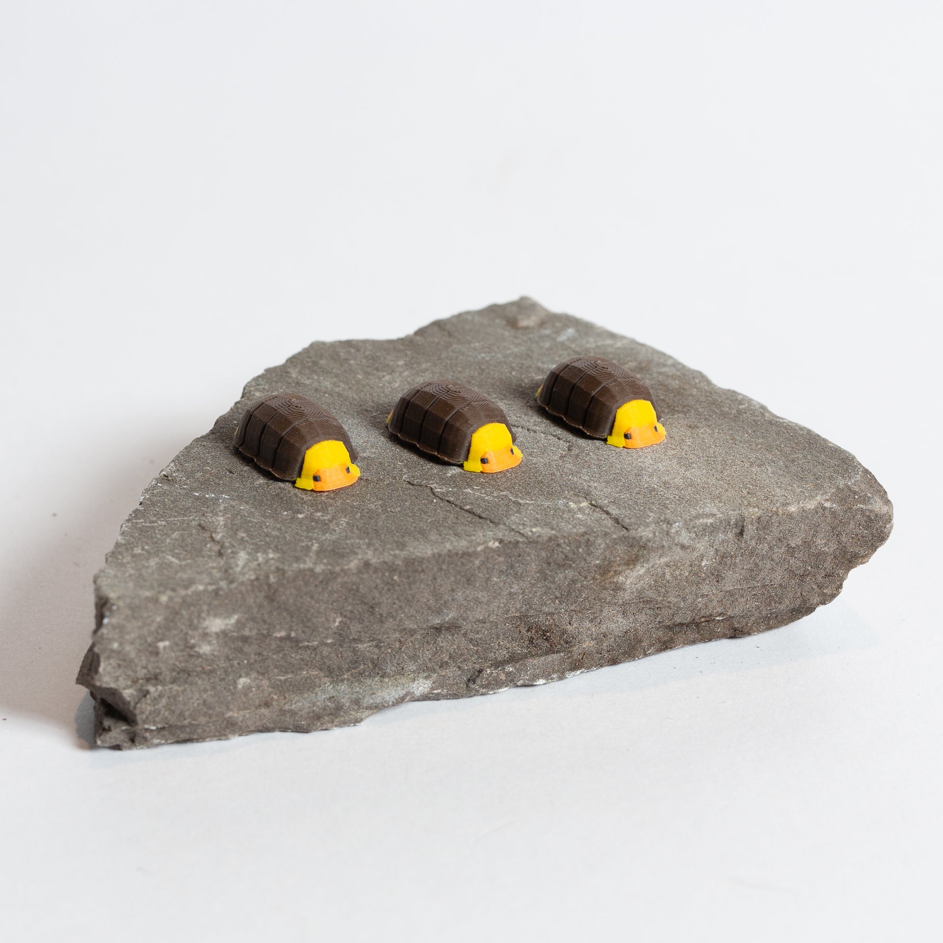 Rubber Ducky Isopod - Urban Sprouts