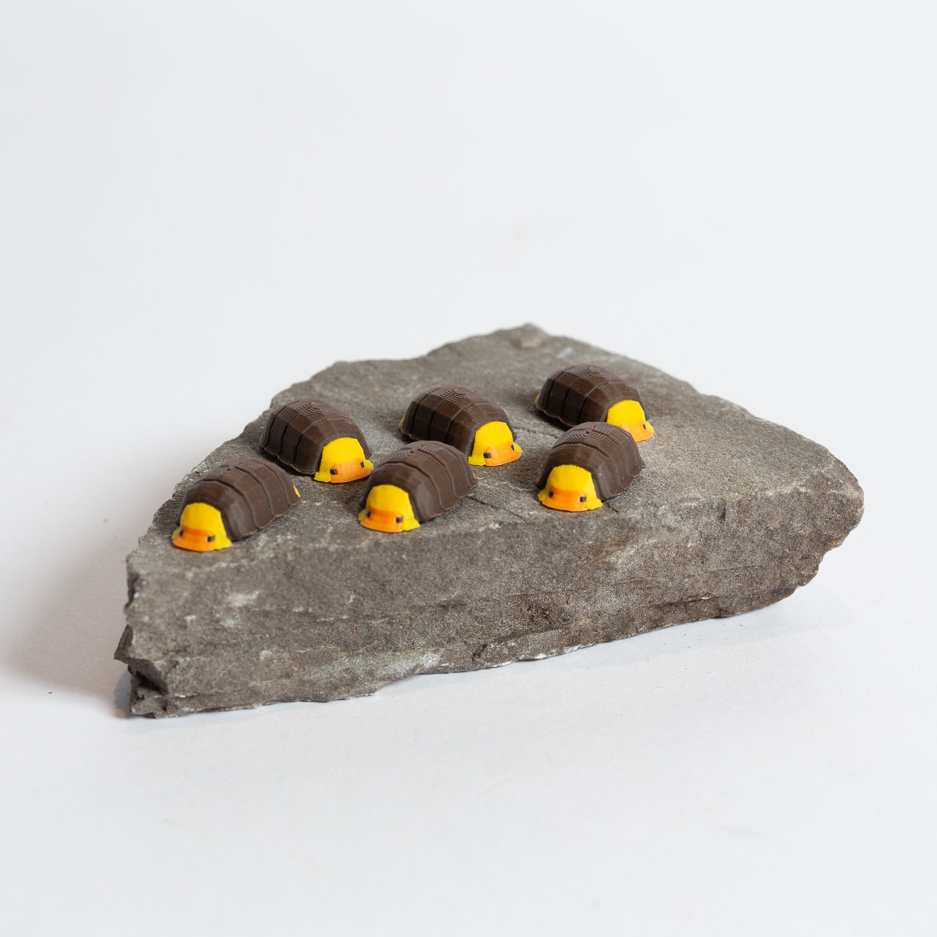 Rubber Ducky Isopod - Urban Sprouts