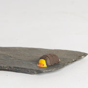 Rubber Ducky Isopod - Urban Sprouts
