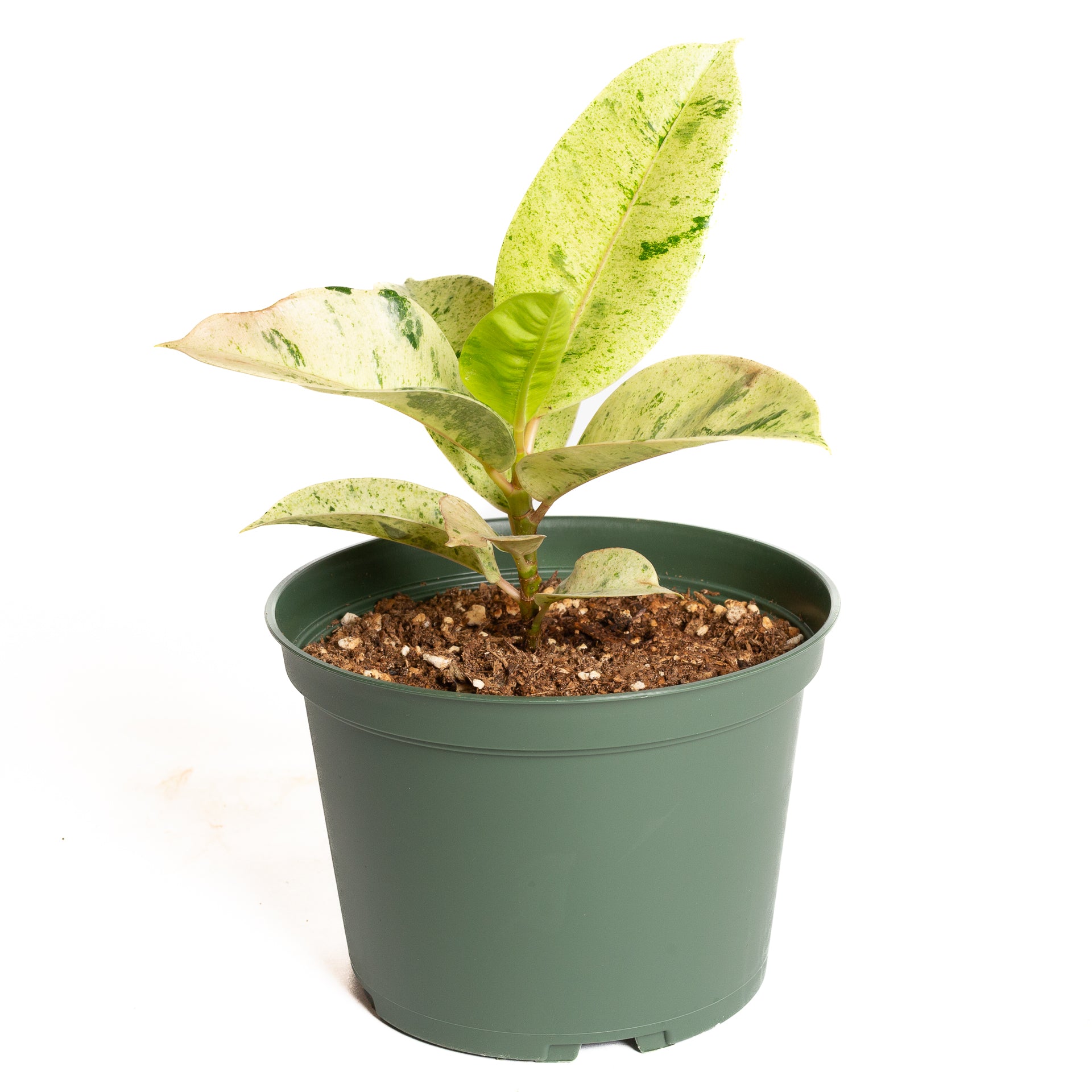 Rubber Tree 'Moonshine' 6"