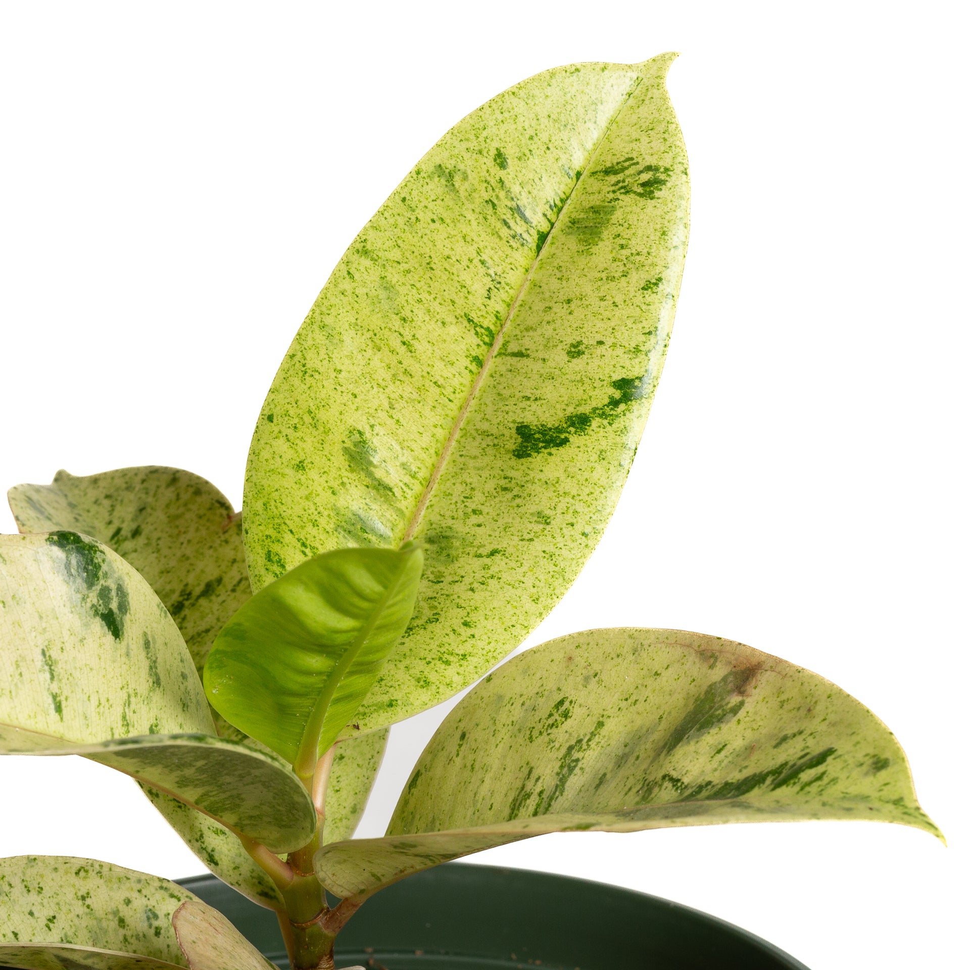 Rubber Tree 'Moonshine' 6"