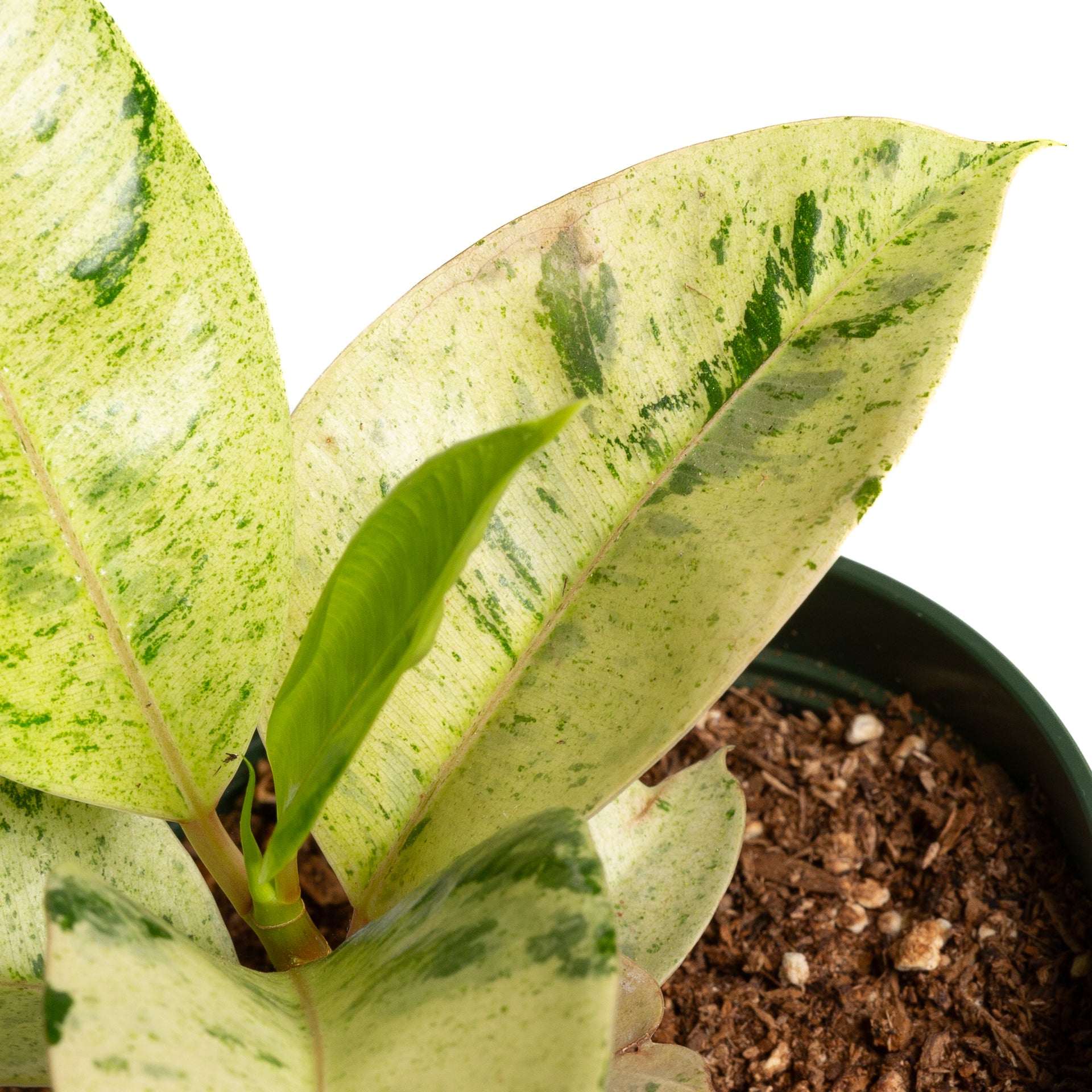 Rubber Tree 'Moonshine' 6"