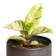 Rubber Tree 'Moonshine' 6"