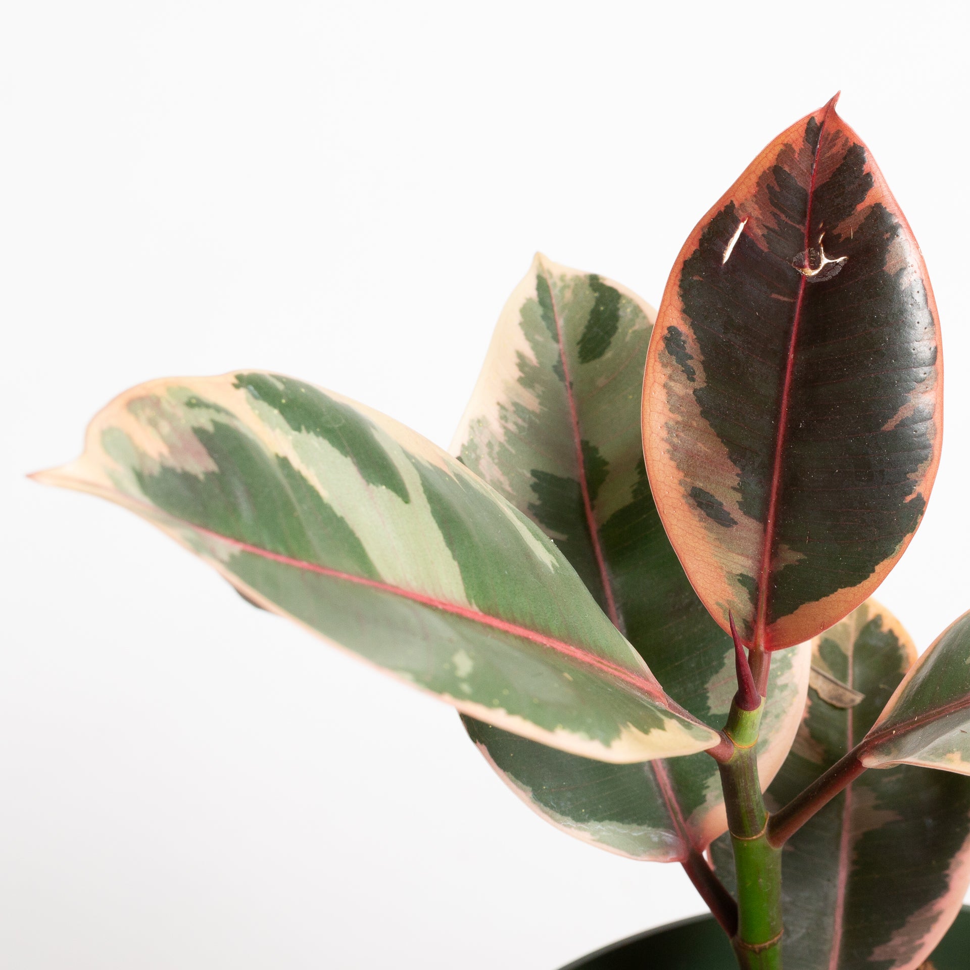 Rubber Tree 'Ruby' 6"