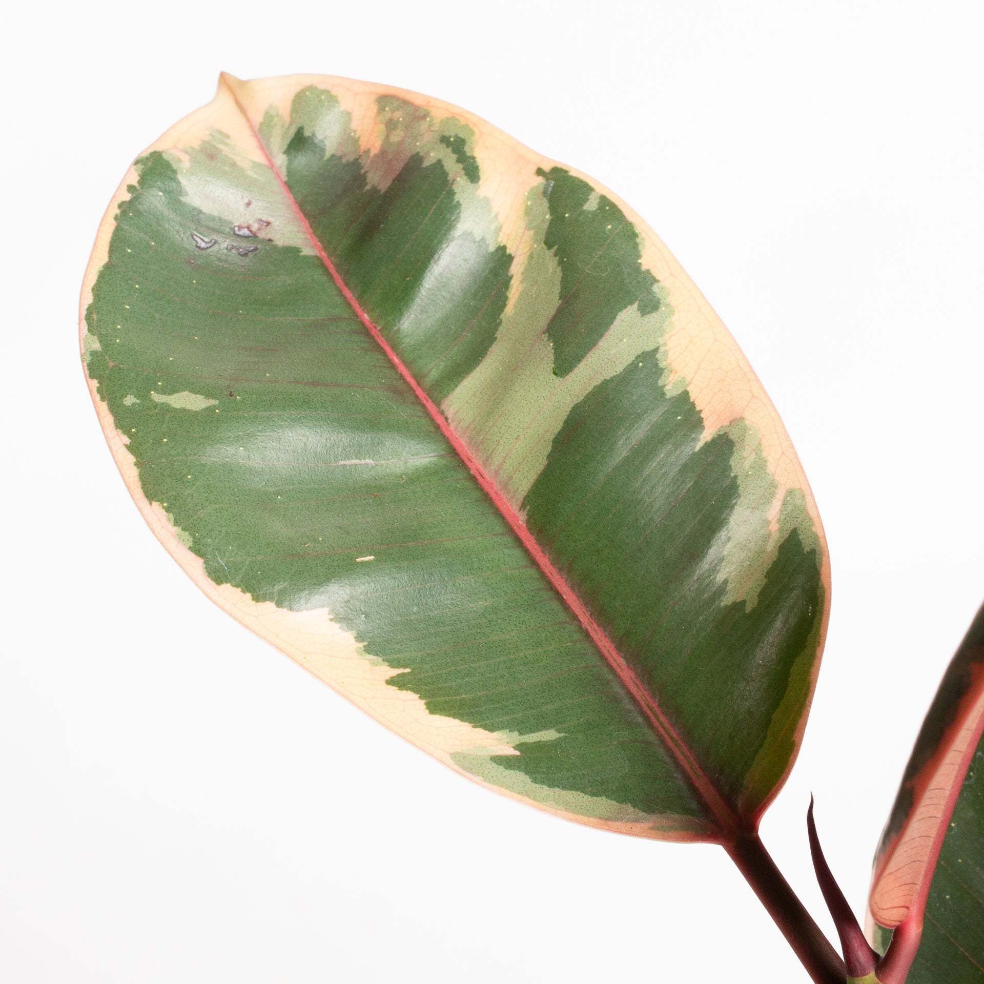 Rubber Tree 'Ruby' 6"