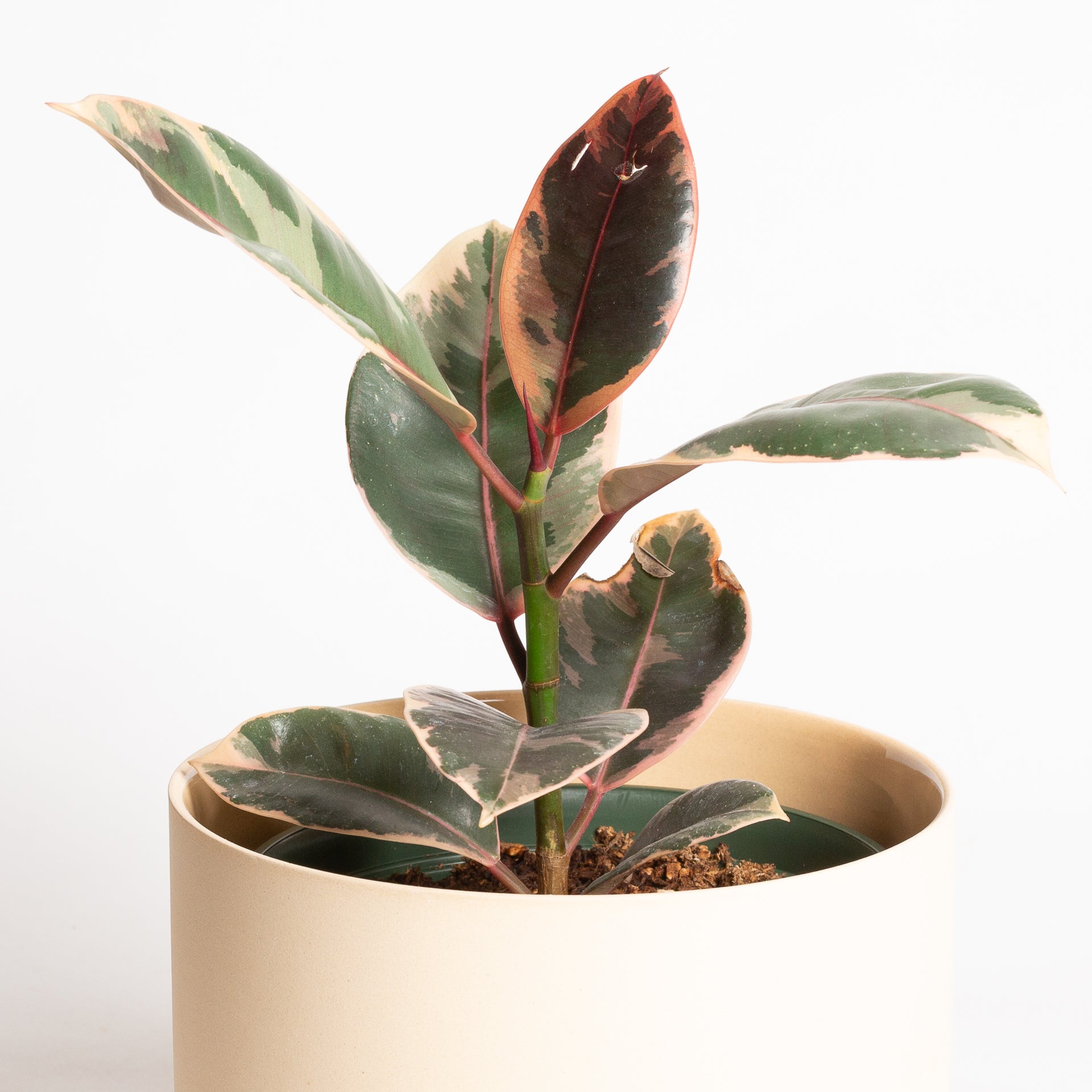 Rubber Tree 'Ruby' 6"