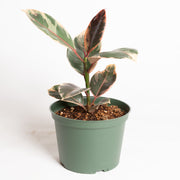 Rubber Tree 'Ruby' 6"