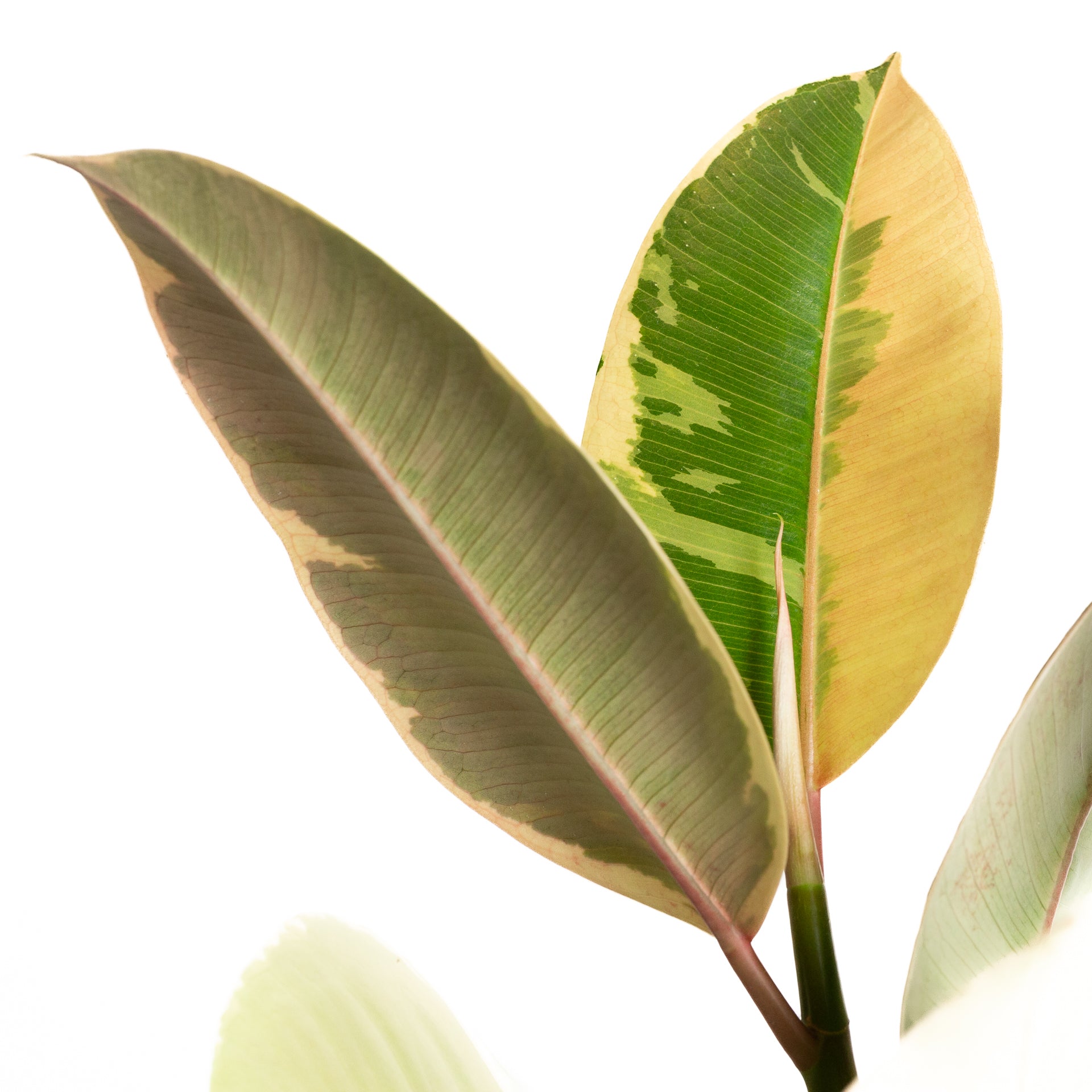 banana rubber tree Rubber Tree 'Tineke' 6"