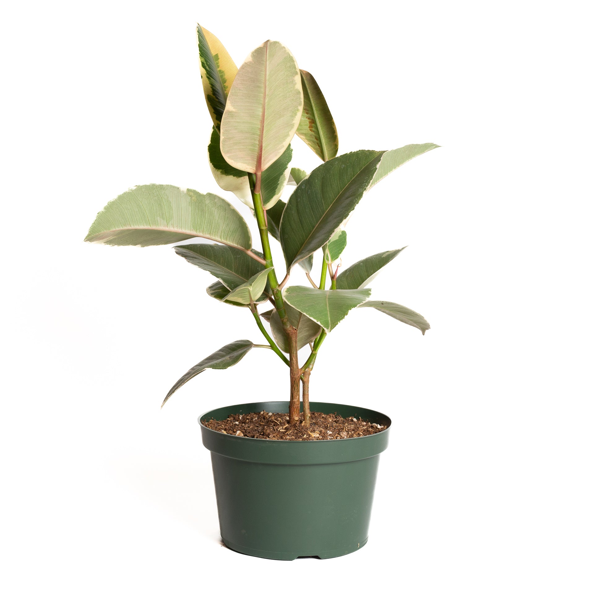 Rubber Tree 'Tineke' 6" - Urban Sprouts