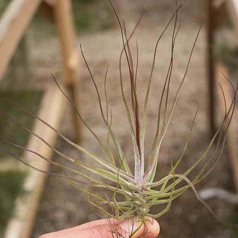 Air Plant 'Schiedeana - Red' 5-7" - Urban Sprouts