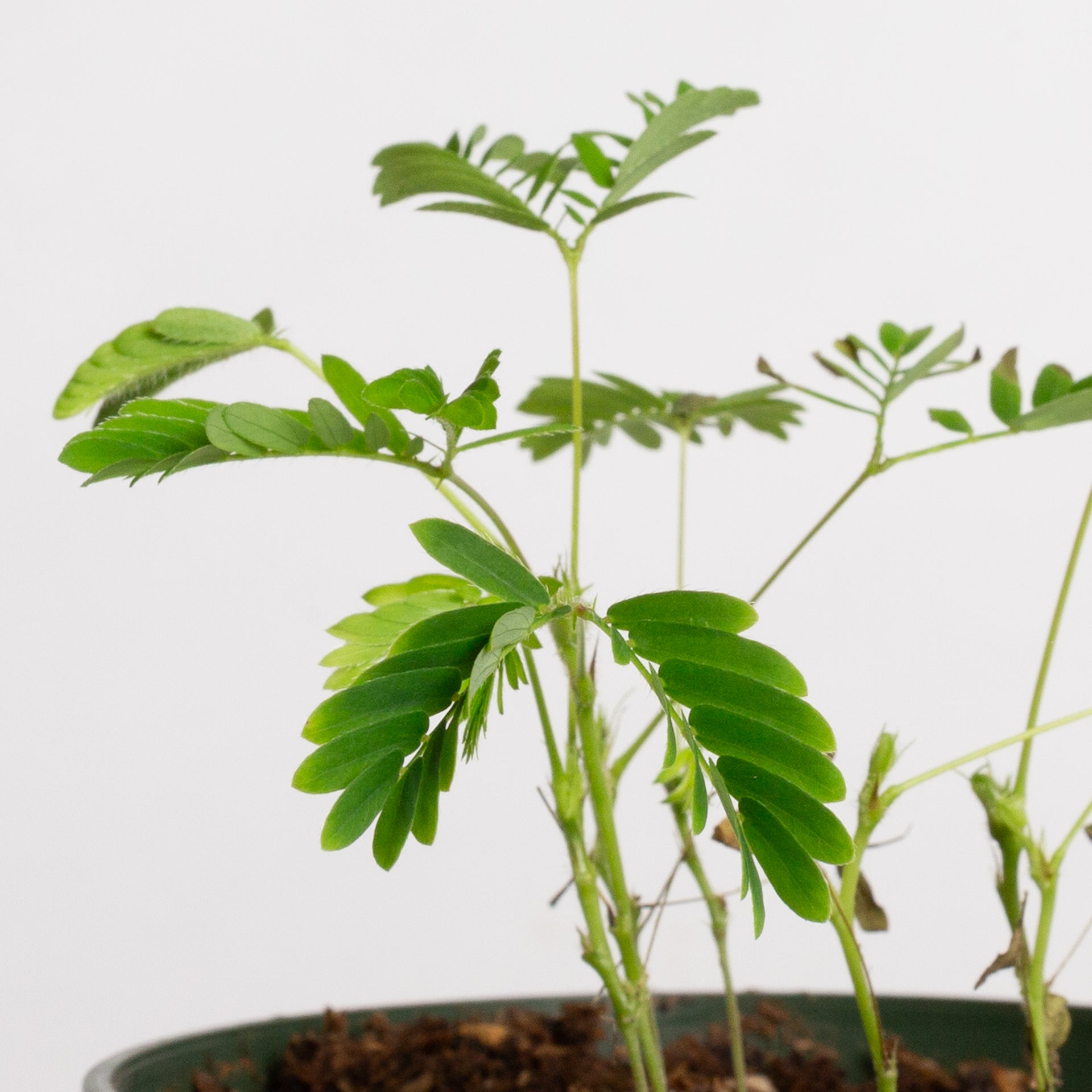Sensitive Plant 4"