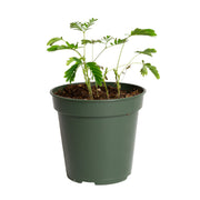 Sensitive Plant 4"