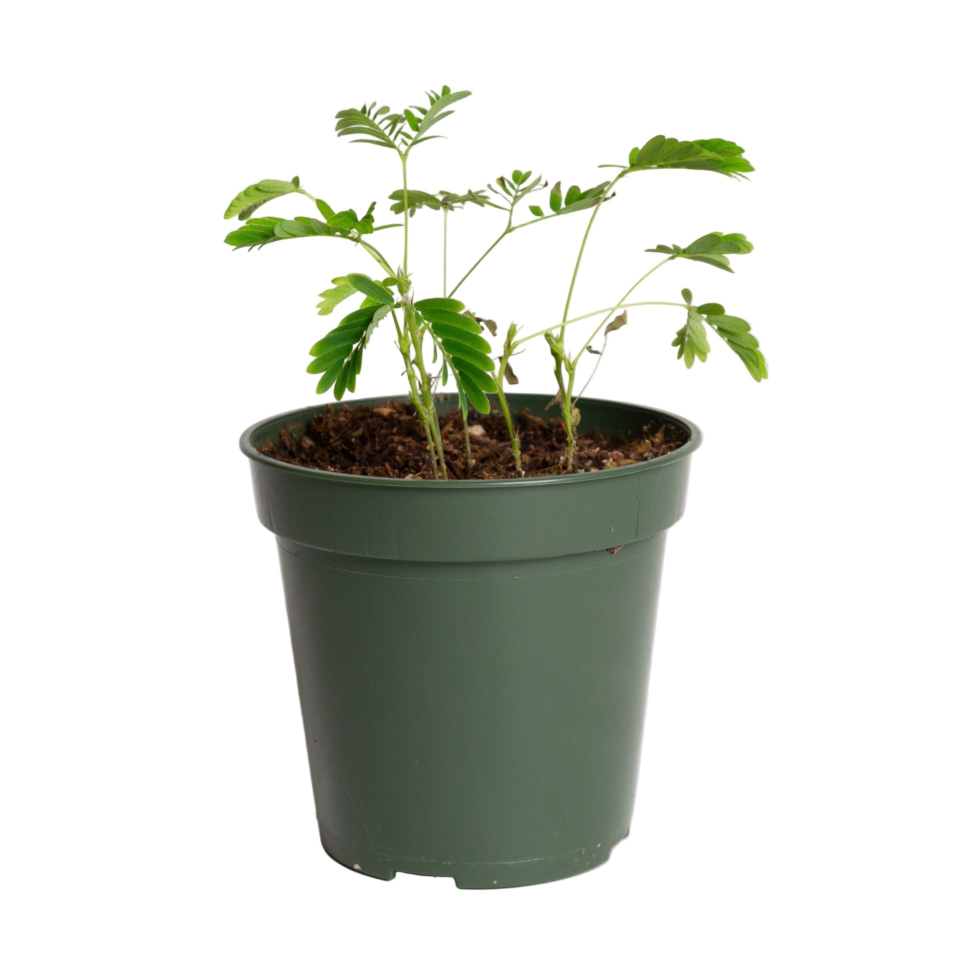 Sensitive Plant 4"