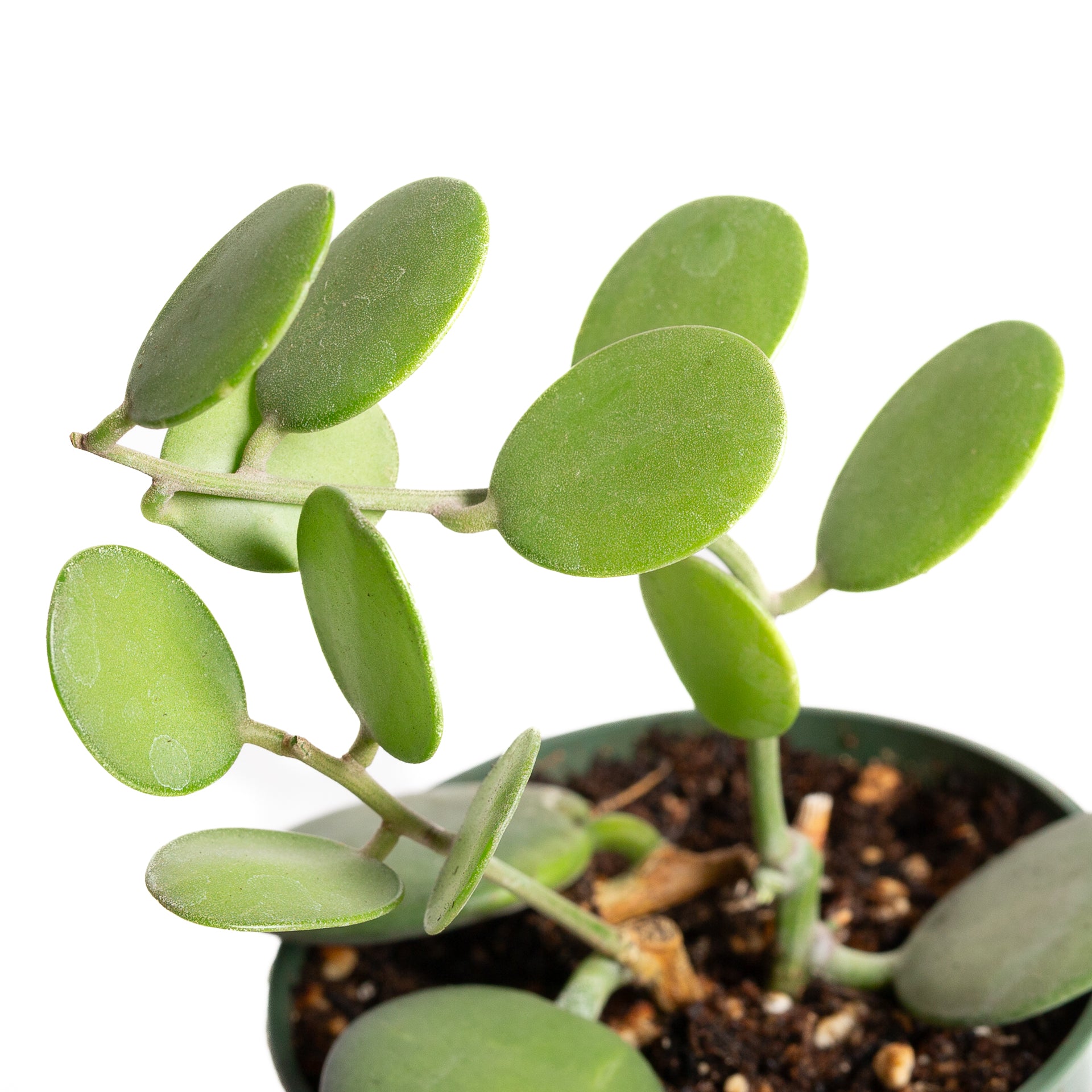 Silver Dollar Vine 4"