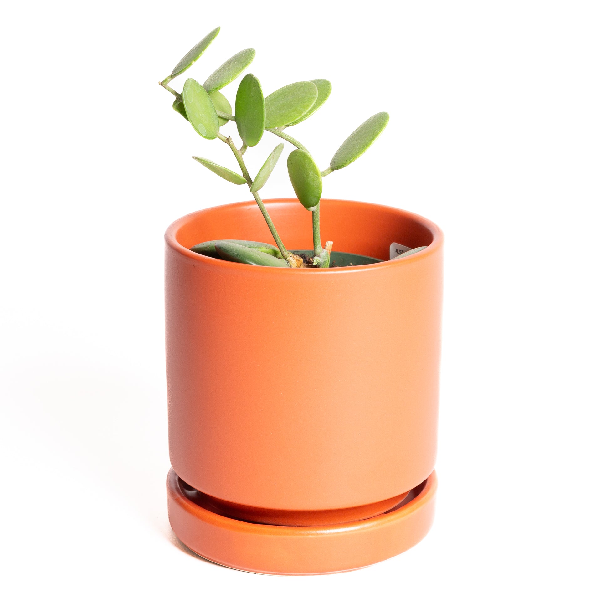 Silver Dollar Vine 4"