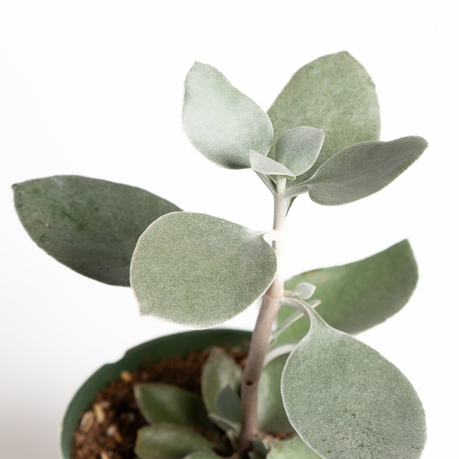 Kalanchoe 'Silver Spoons' 4"XL