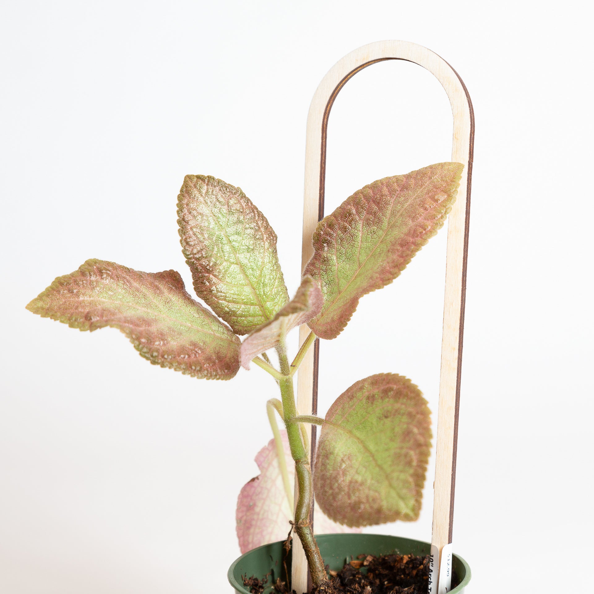 10" Arch Trellis - Walnut - Urban Sprouts