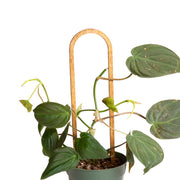 Walnut Minimal Curve Trellis - Urban Sprouts