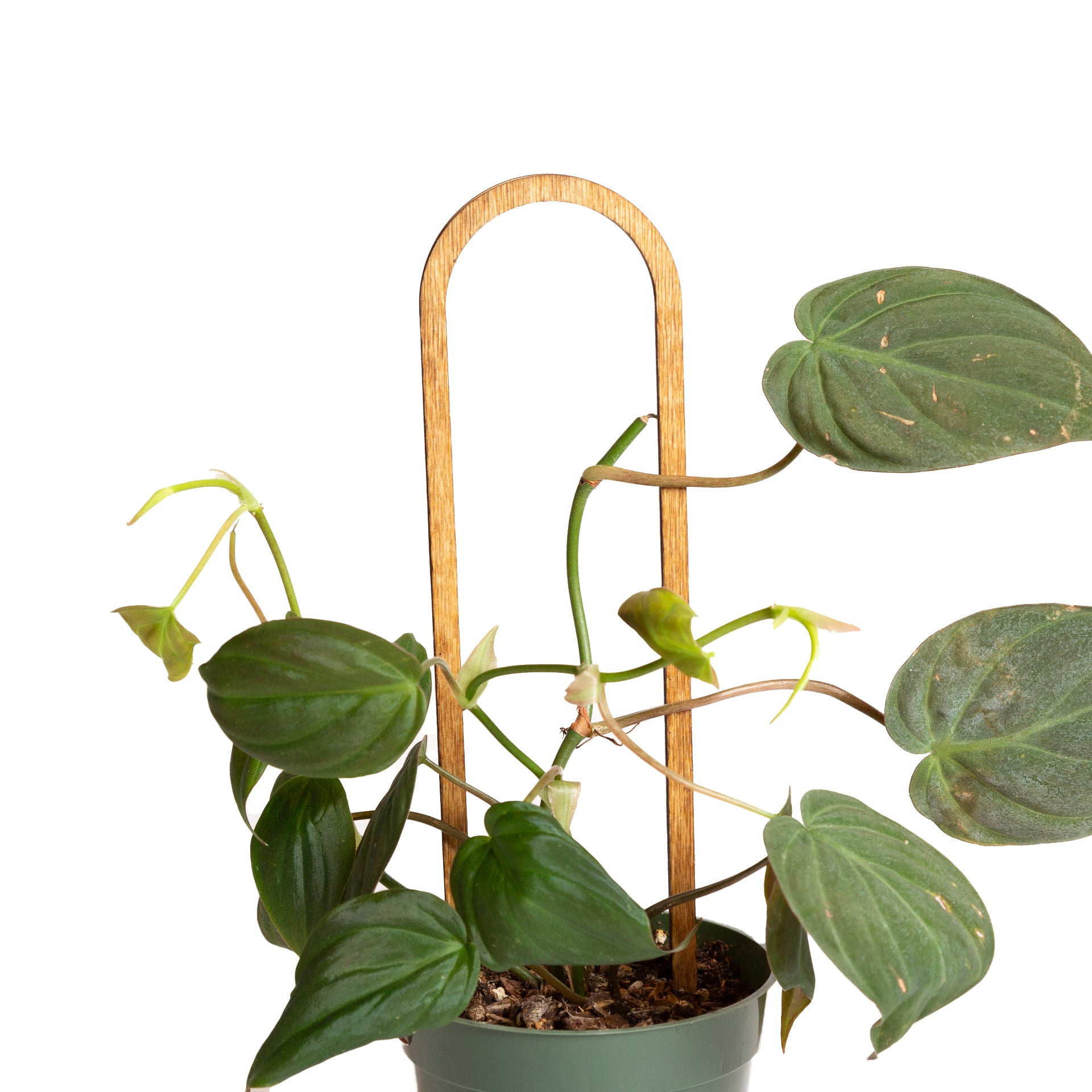 Walnut Minimal Curve Trellis - Urban Sprouts
