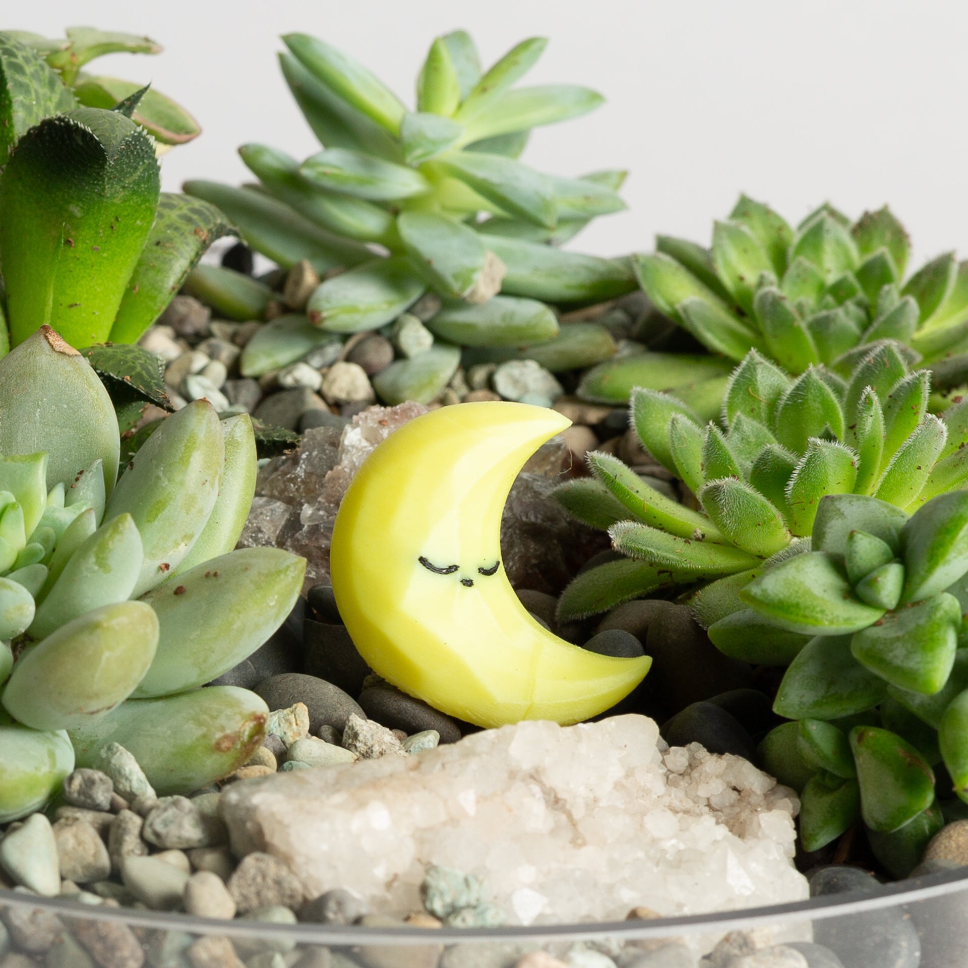 Sleeping Crescent Moon - Urban Sprouts