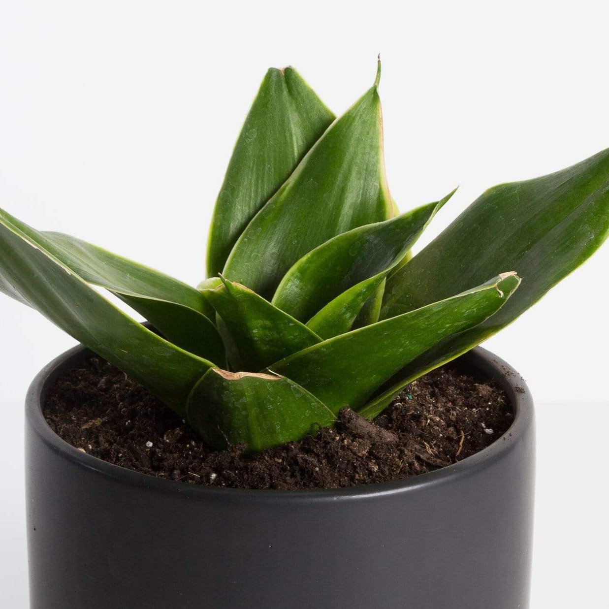 sansevieria emerald star Snake Plant 'Birds Nest - Emerald Star' 6"