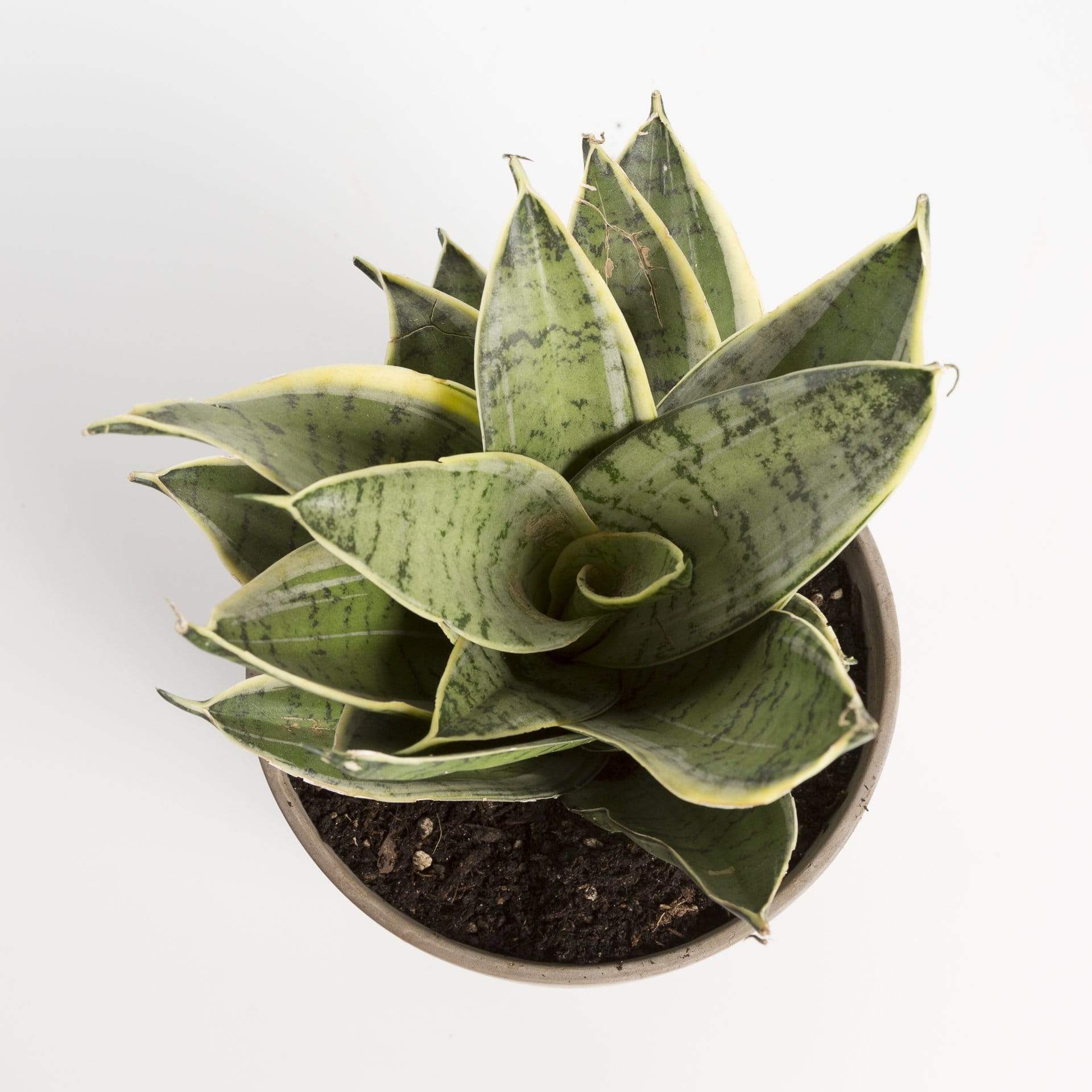 Snake Plant 'Birds Nest - Silver Hahnii' - Urban Sprouts
