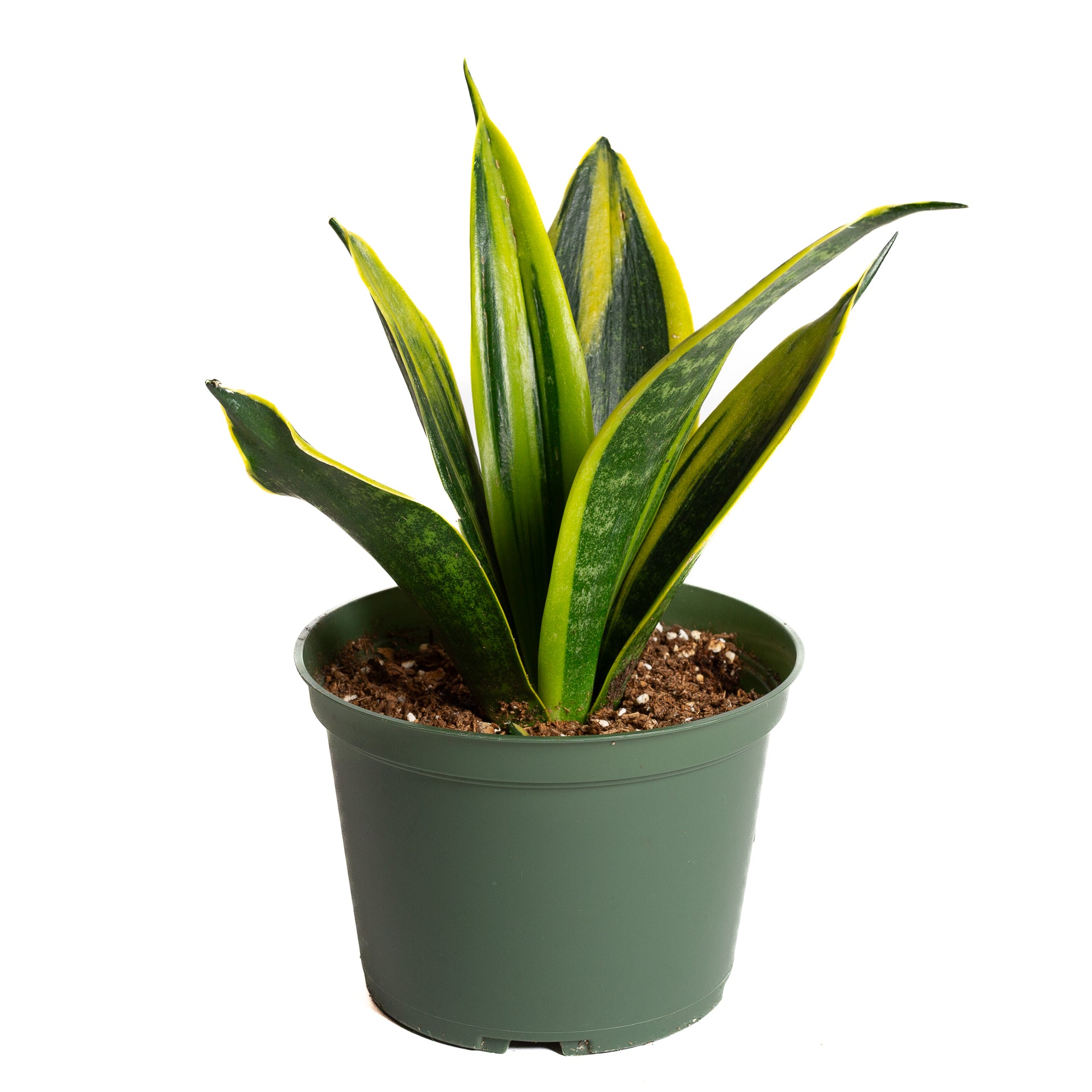 Snake Plant 'Black Gold' 6" - Urban Sprouts