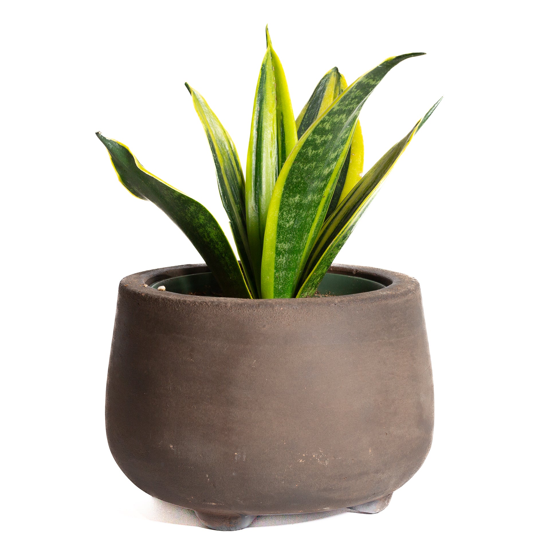 Snake Plant 'Black Gold' 6" - Urban Sprouts
