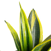 Snake Plant 'Black Gold' 6" - Urban Sprouts