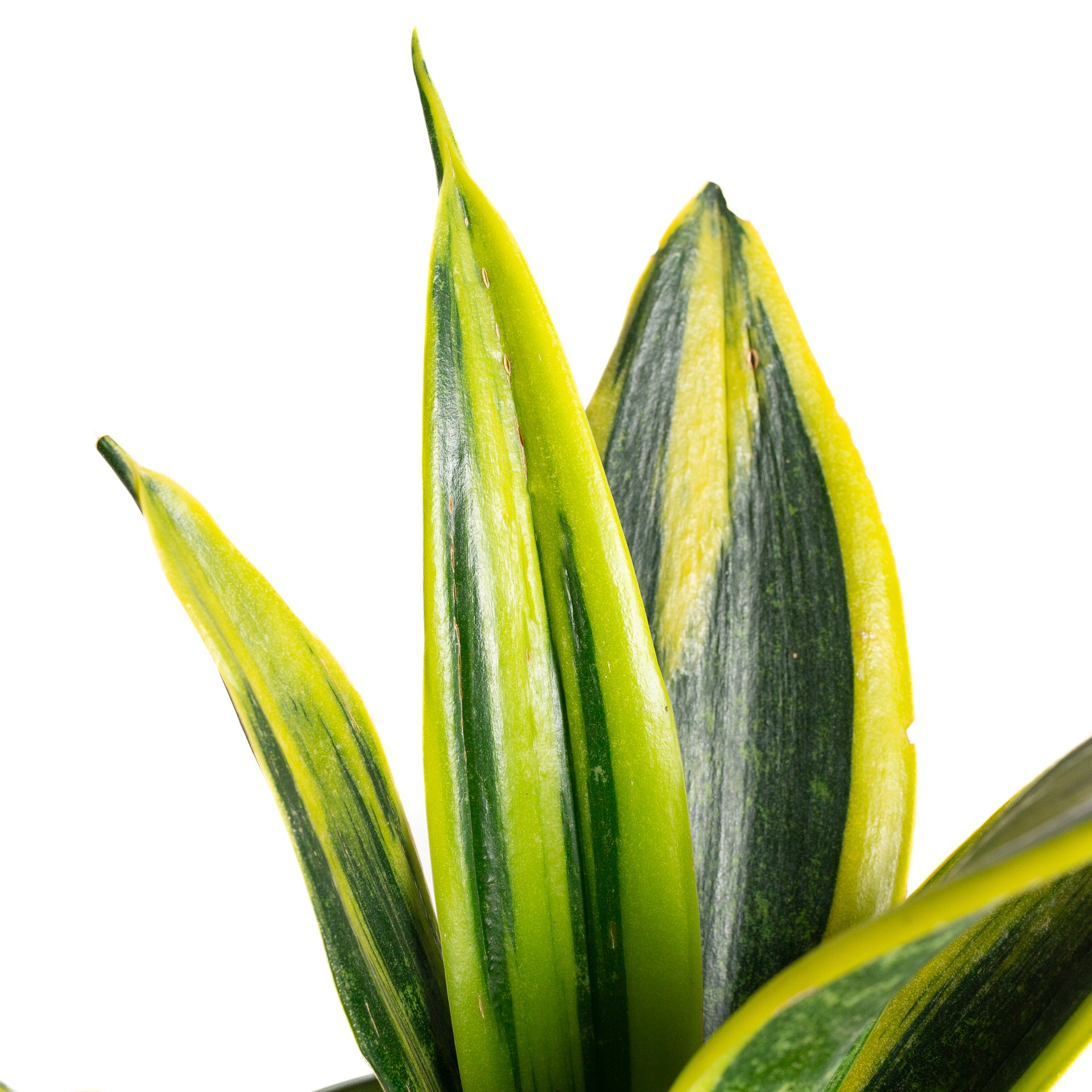 Snake Plant 'Black Gold' 6" - Urban Sprouts