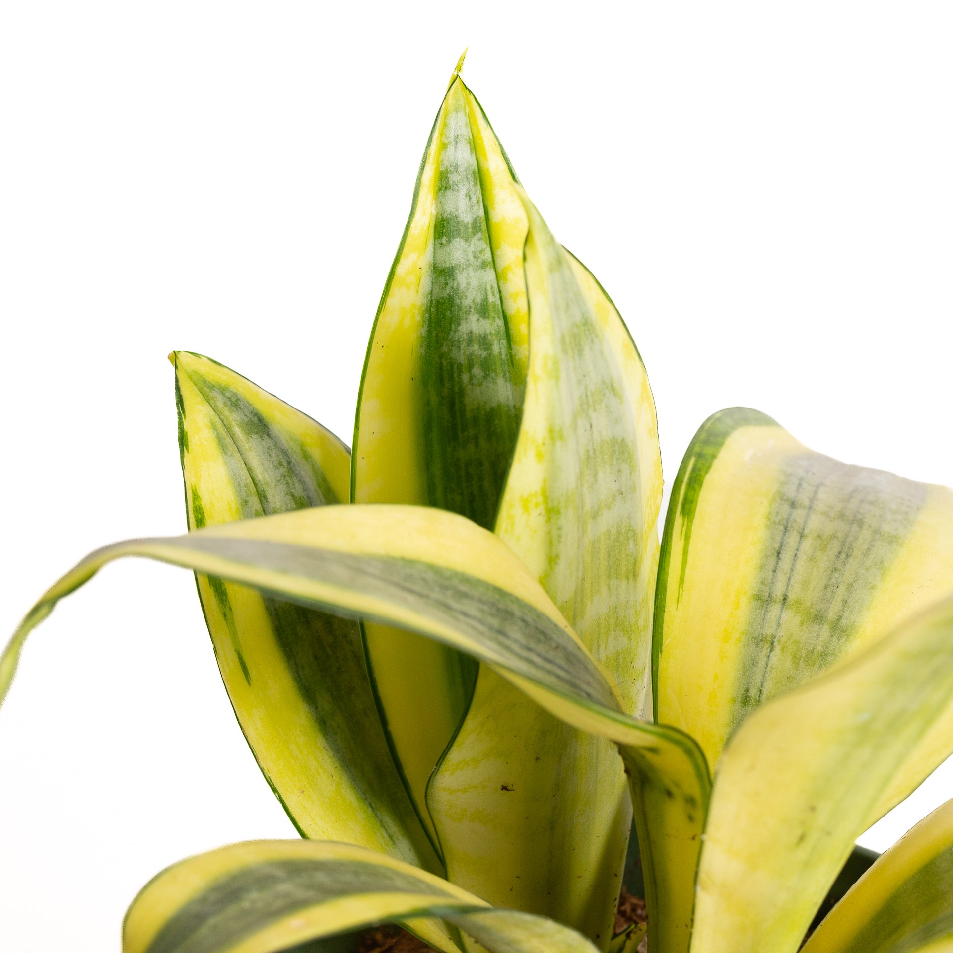 gold dust snake plant Snake Plant 'Gold Dust' 6"