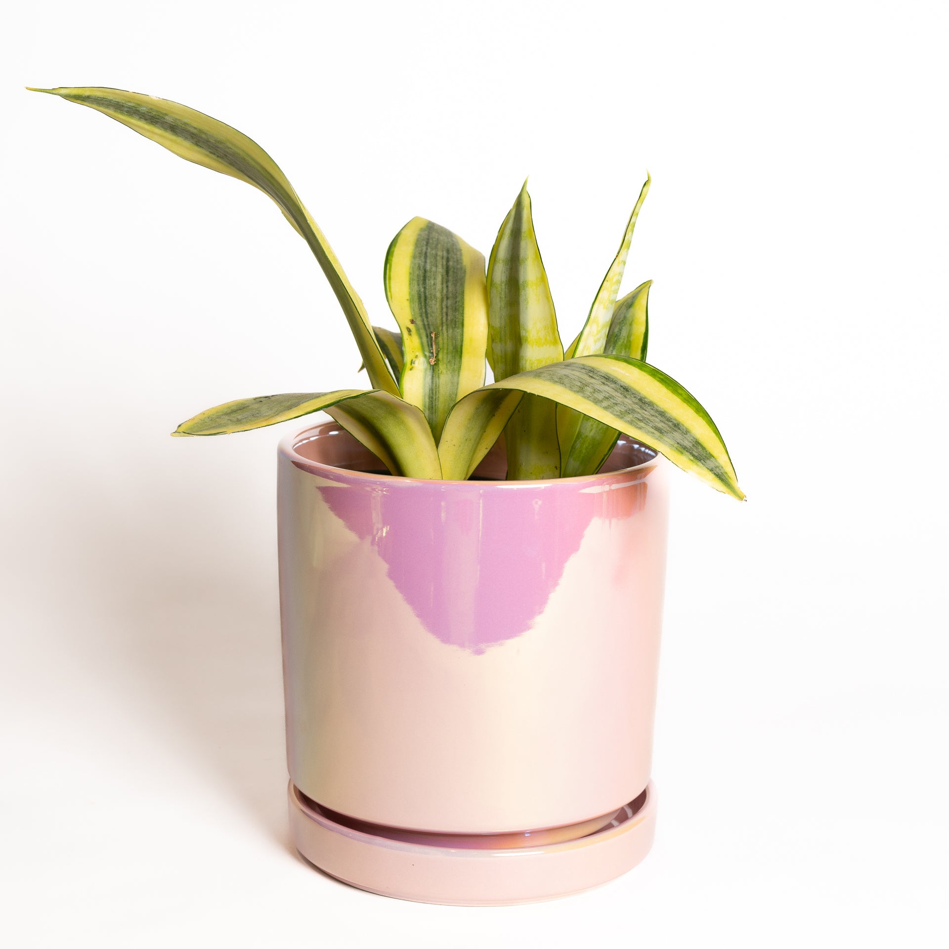 Snake Plant 'Gold Dust' 6" - Urban Sprouts