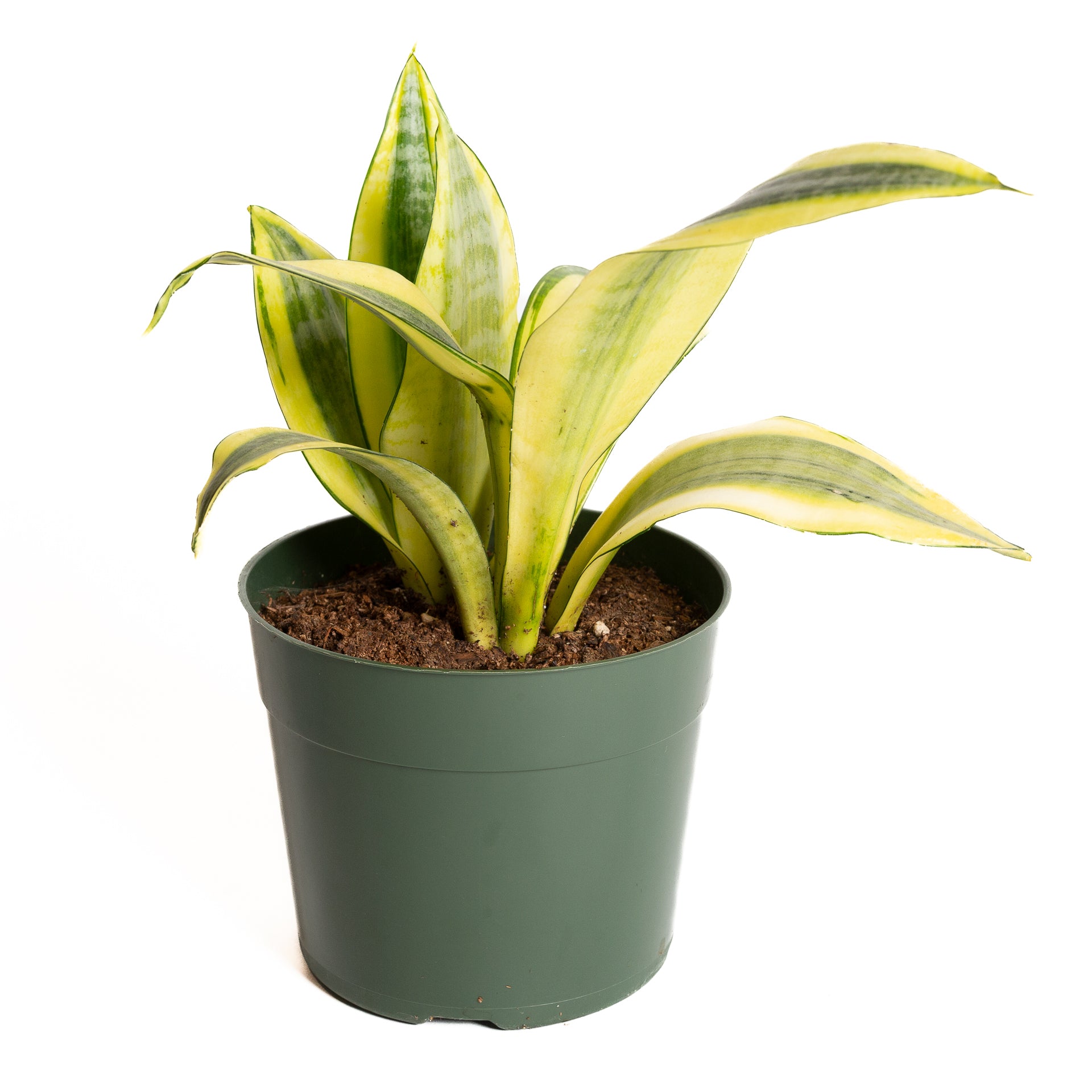 snake plant dust Snake Plant 'Gold Dust' 6"