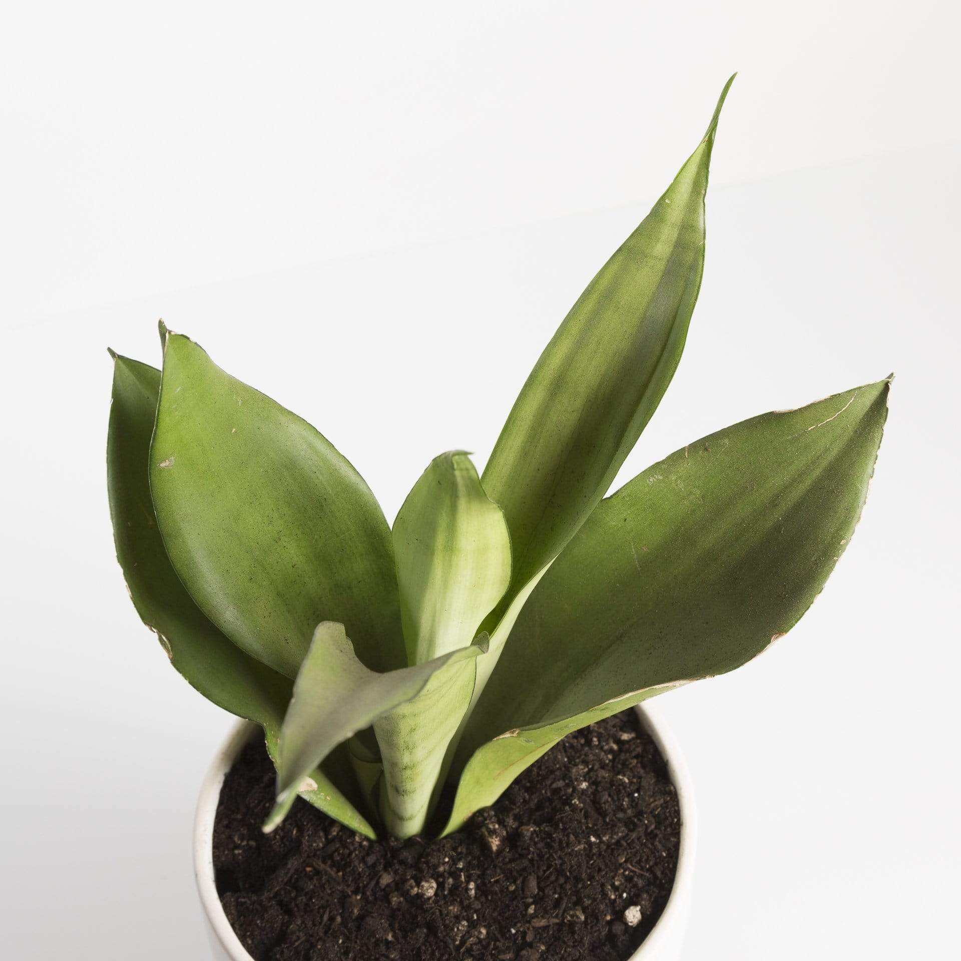 Snake Plant 'Moonshine' - Urban Sprouts