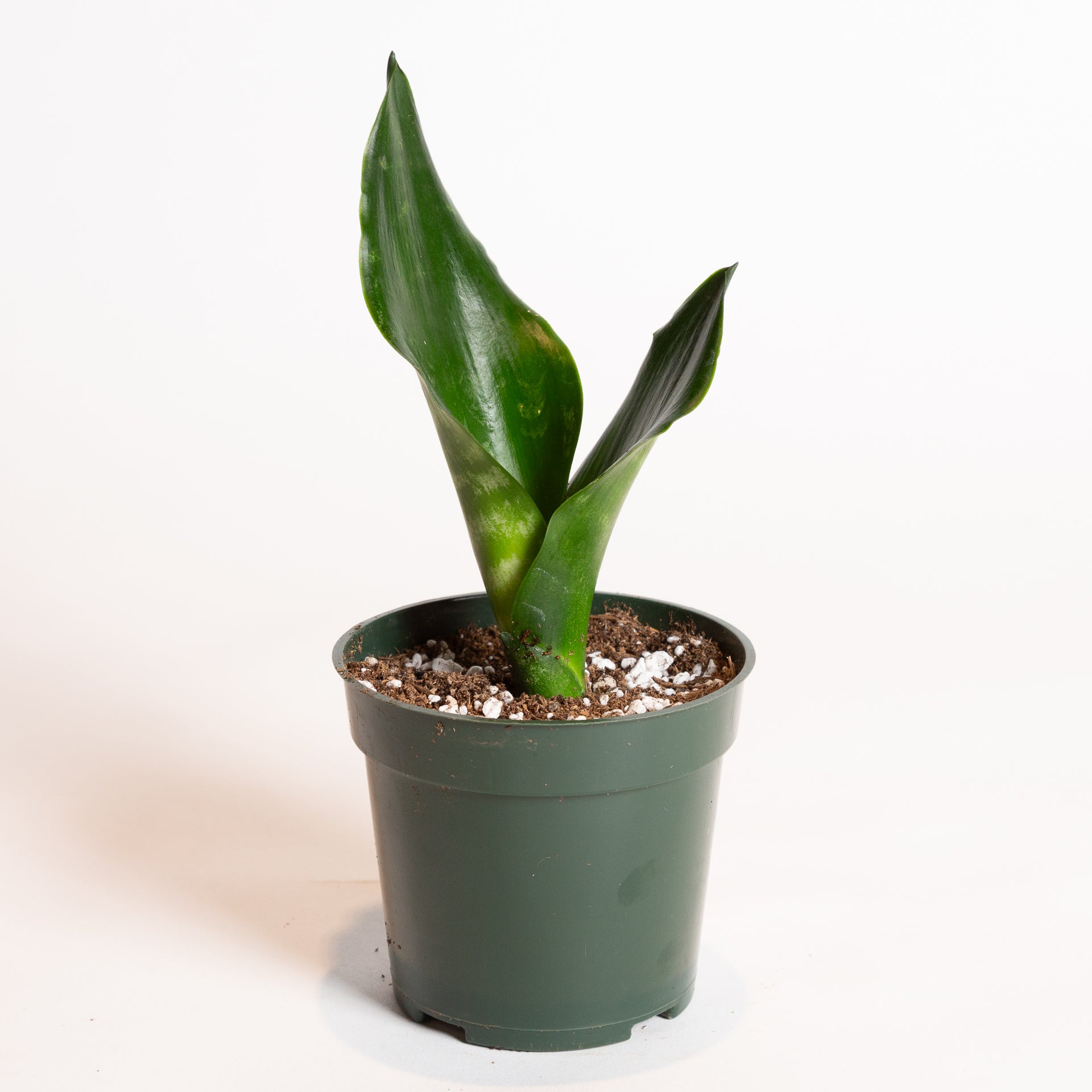 Snake Plant 'Robusta' 4" - Urban Sprouts