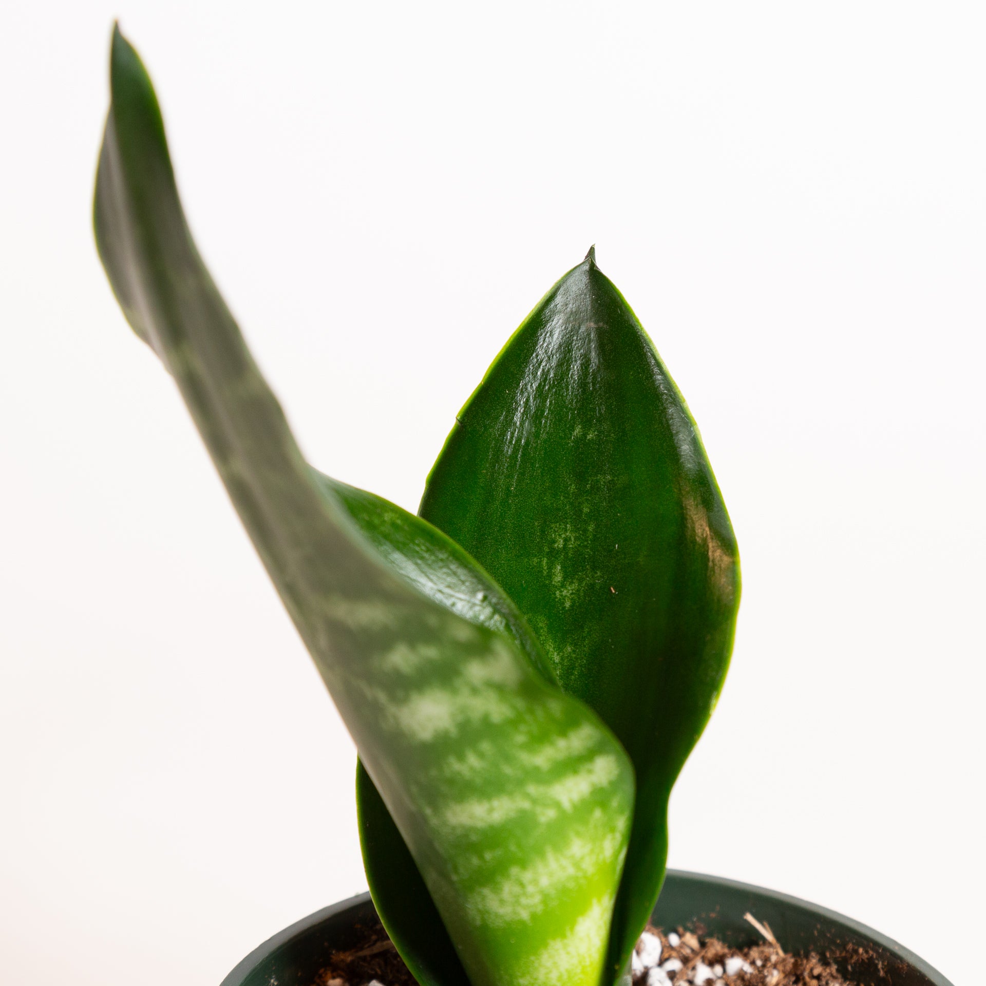 Snake Plant 'Robusta' 4" - Urban Sprouts