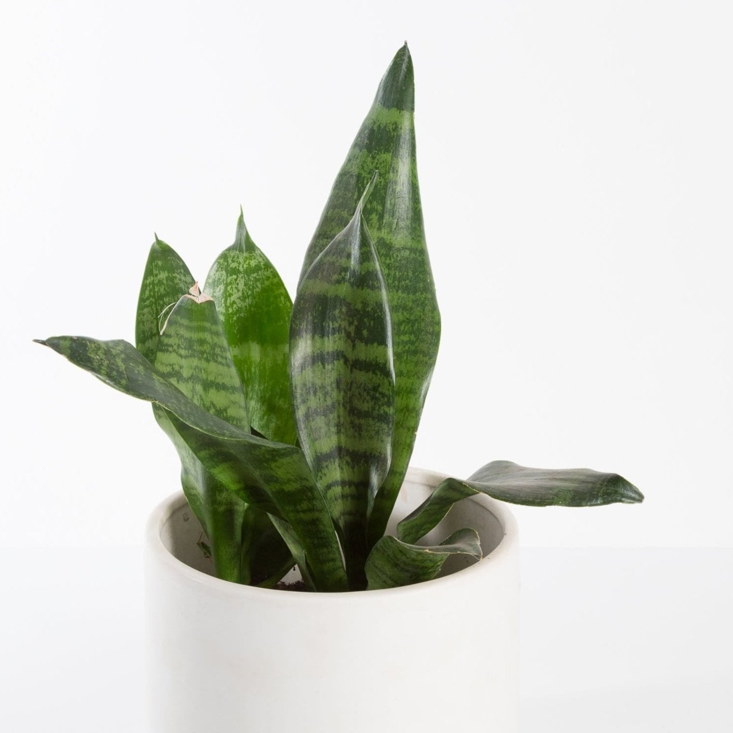 Urban Sprouts Plant Snake Plant 'Robusta'