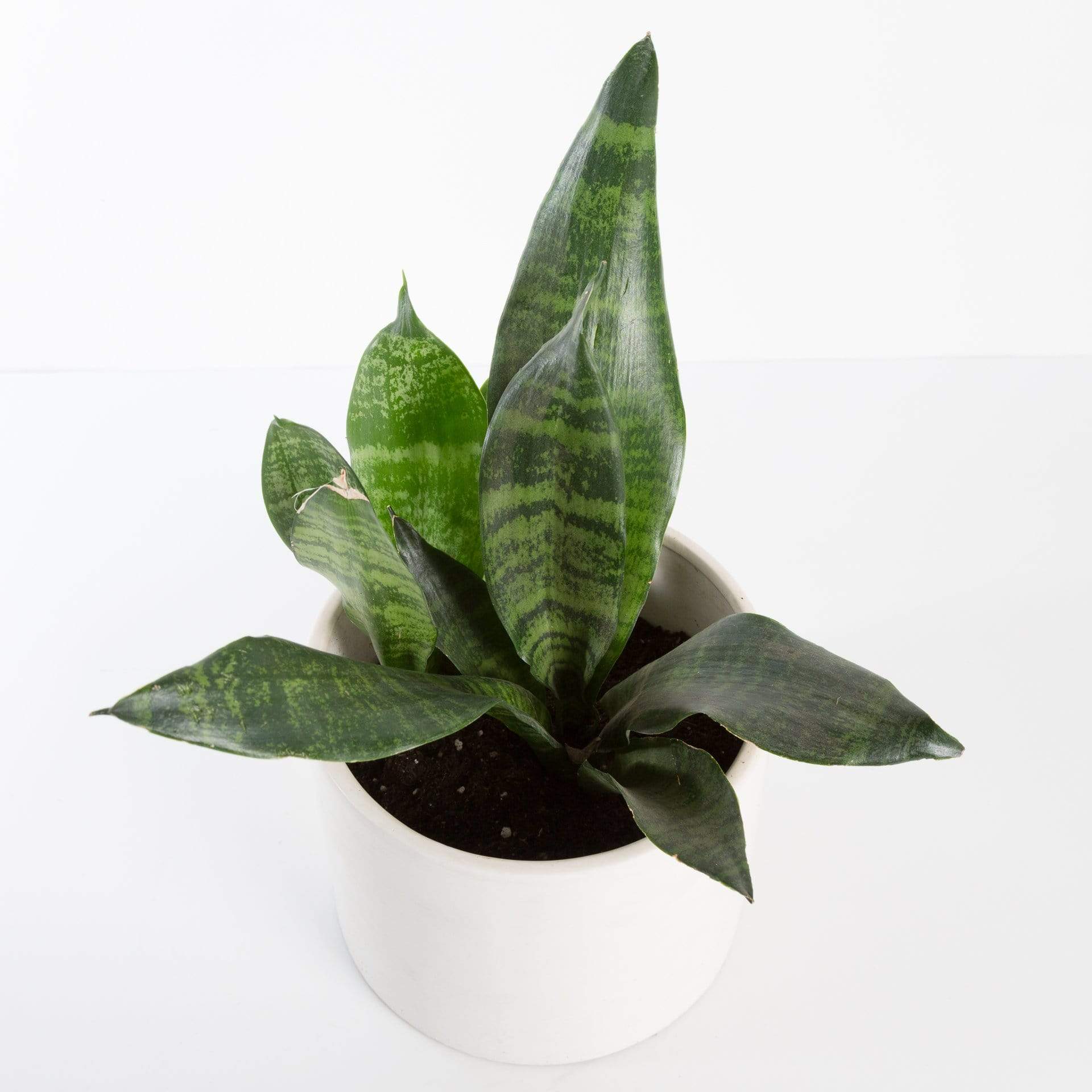 Urban Sprouts Plant Snake Plant 'Robusta'